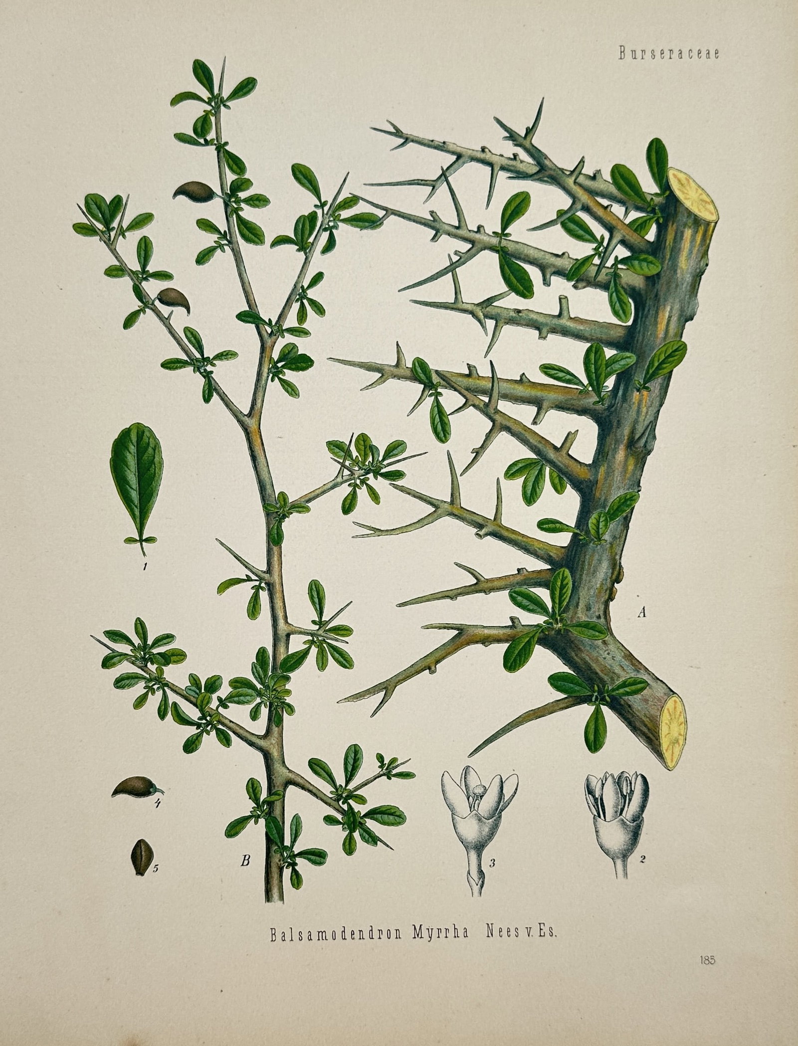 Franz Eugen Köhler (1889-1928) – Botanical Study of Commiphora Myrrha – Chromolithograph: "Balsamodendron Myrrha Nees v. Es." depicts the myrrh tree, displaying its thorny branches, small trifoliate leaves, and anatomical details of the flowers and seeds. This plate was published in Gera, 