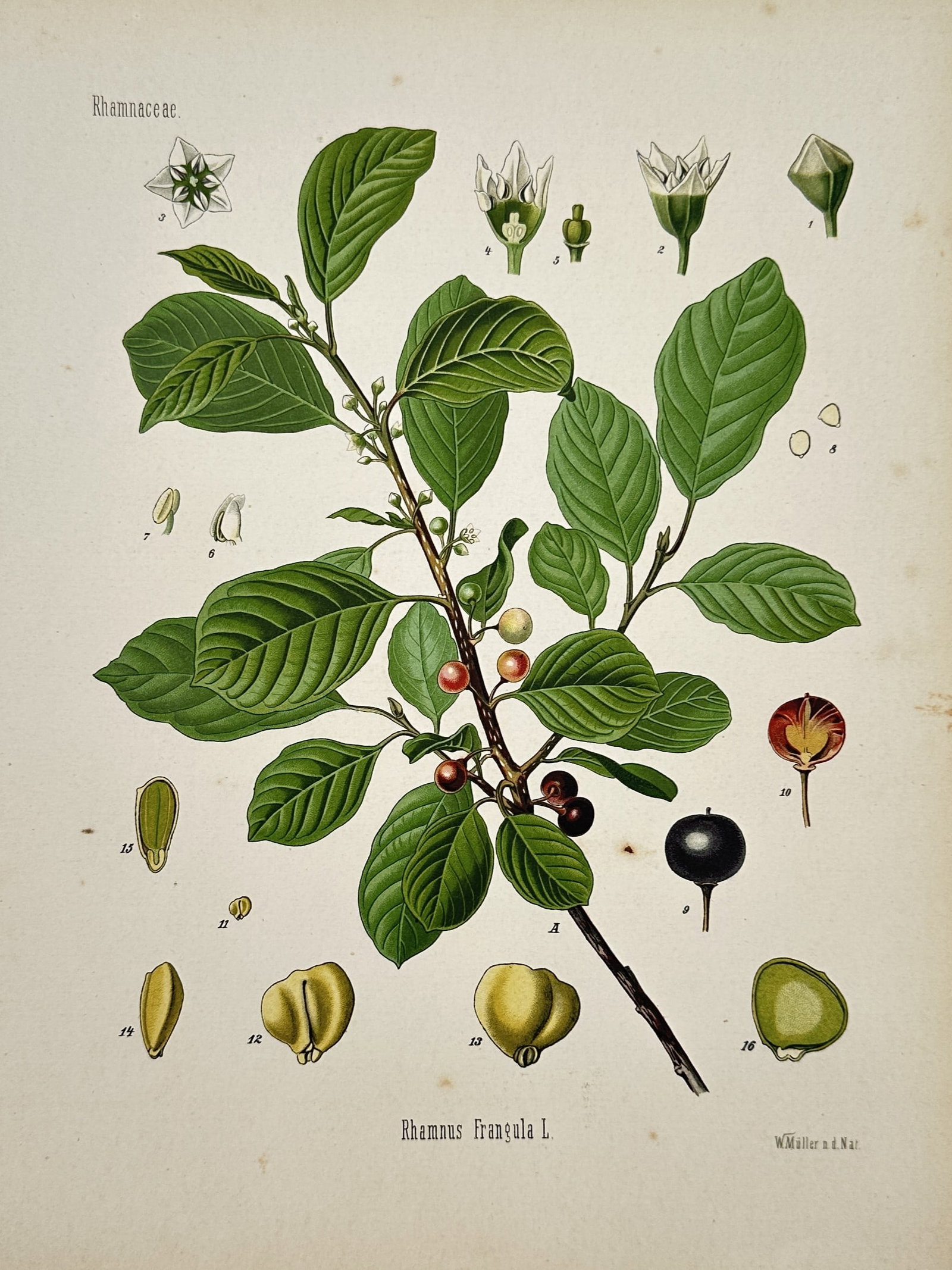 Franz Eugen Köhler (1889-1928) – Botanical Study of Alder Buckthorn – Chromolithograph (1887): "Rhamnus Frangula L." provides a comprehensive botanical overview of the alder buckthorn, displaying a central branch with ripening berries and green foliage, surrounded by detailed dissections of flo
