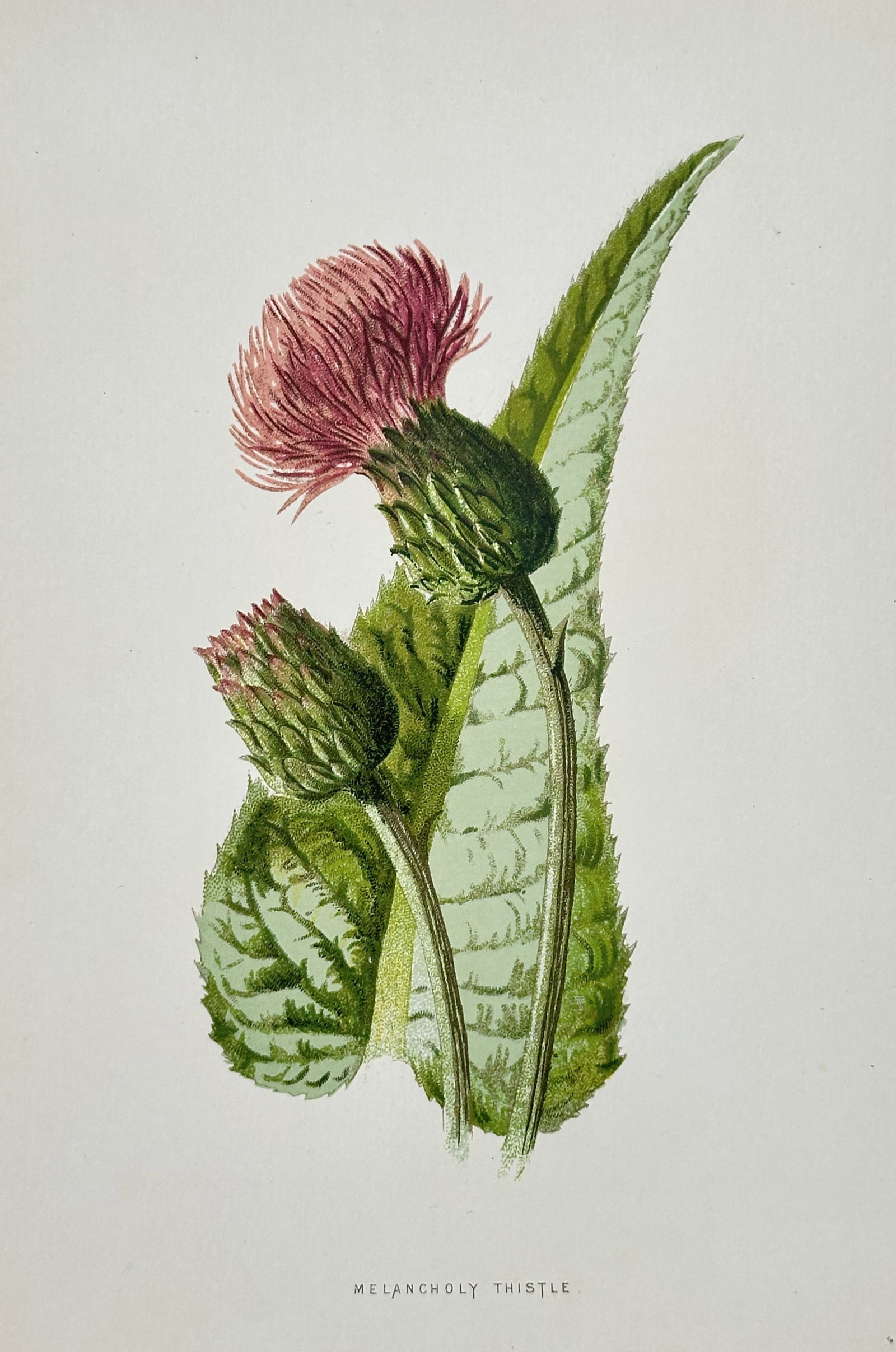 Frederick Edward Hulme (1841-1909) – Study of a Melancholy Thistle – Chromolithograph (c. 1880) (1 of 2)