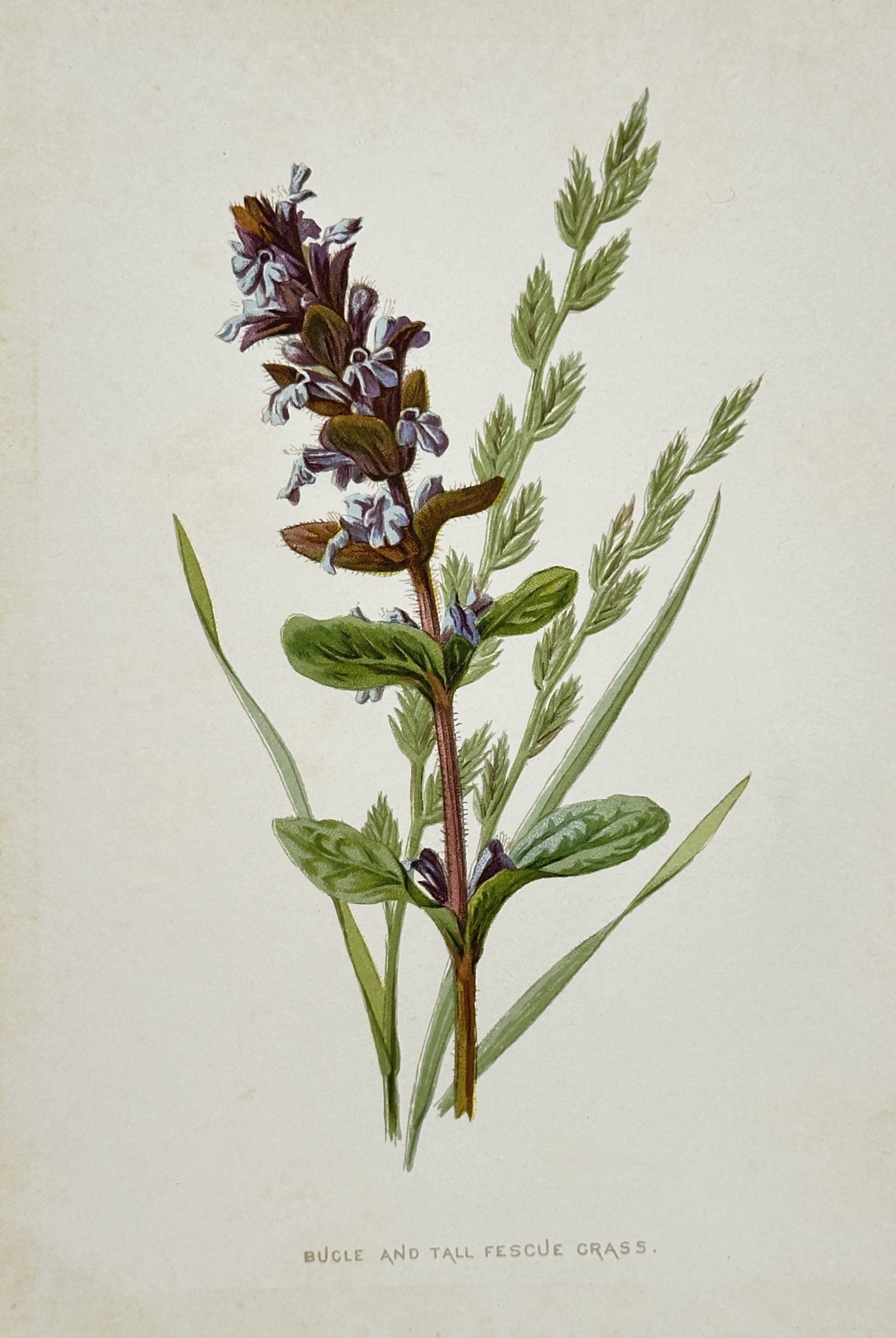 Frederick Edward Hulme – Study of Bugle and Tall Fescue Grass – Chromolithograph (c. 1880): Bugle and Tall Fescue Grass illustrate the tiered blue and purple blossoms of Ajuga reptans alongside the slender, spiked seed heads of Festuca arundinacea. This chromolithograph is a plate from the m