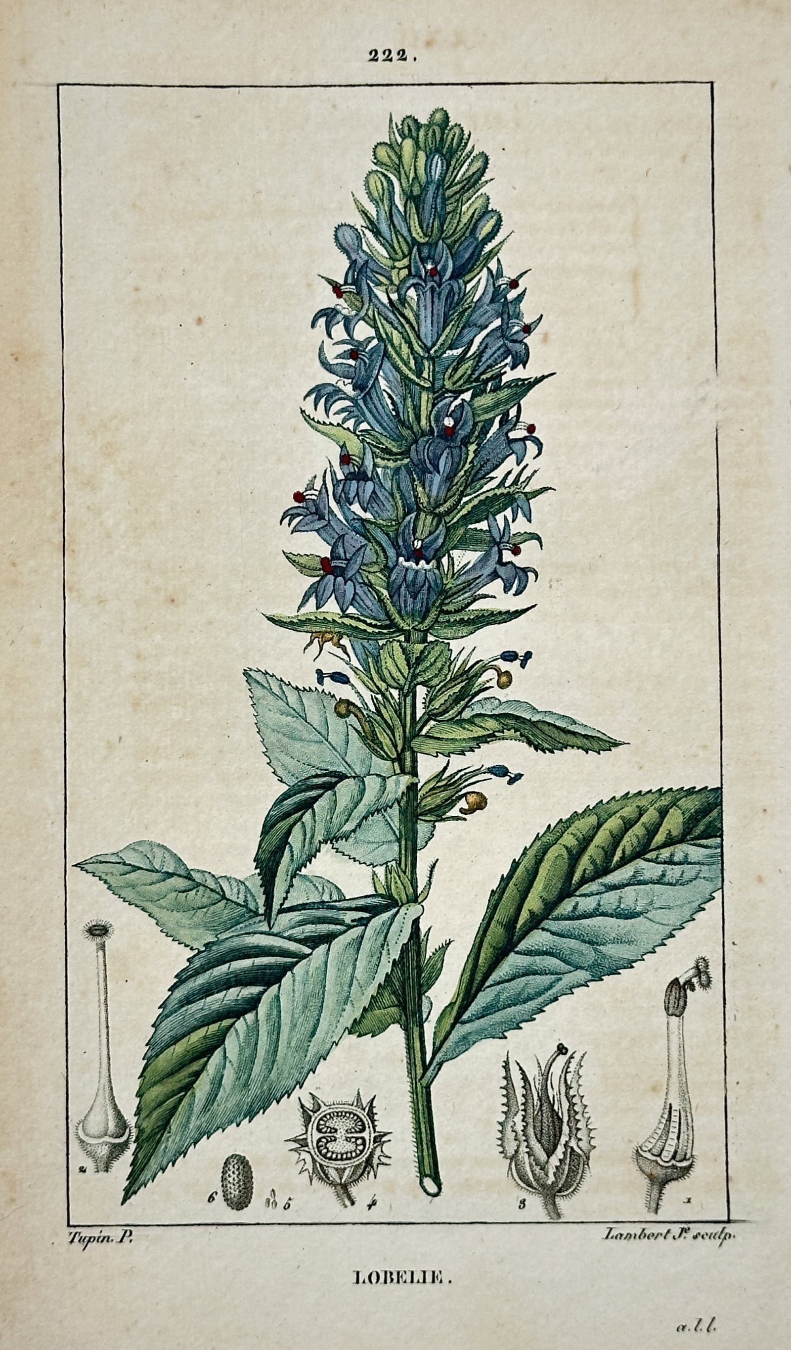Pierre Jean François Turpin (1775-1840) – Study of Lobelia – Hand-coloured stipple engraving (1 of 2)
