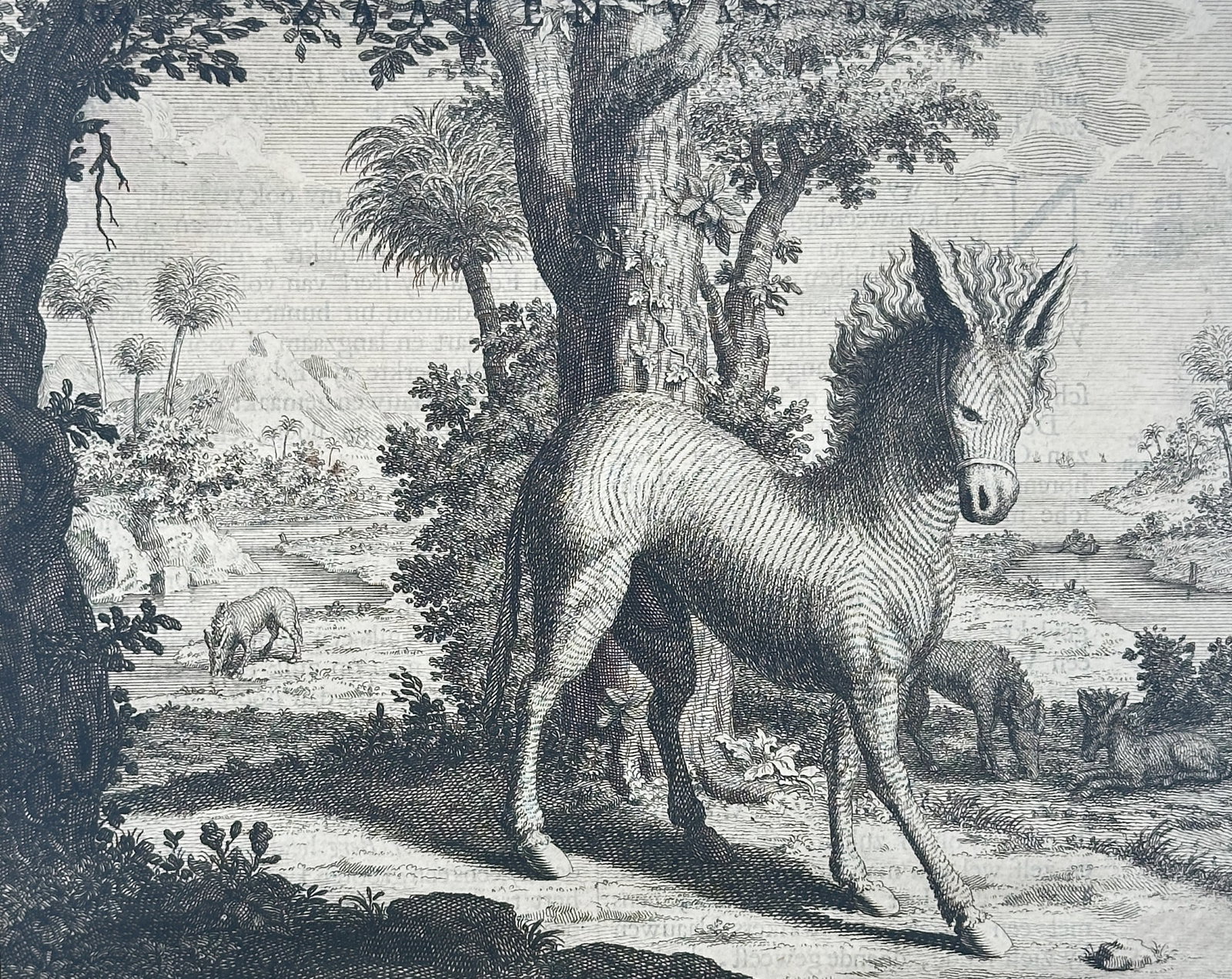 Francois Valentijn (1666–1727) – Study of a Quagga or Wild Zebra – Engraving (1724): "Wilde Ezel" This engraving depicts a quagga, an extinct subspecies of plains zebra, shown in a wooded landscape with other animals in the background. The work is an engraving published in Dordrecht a
