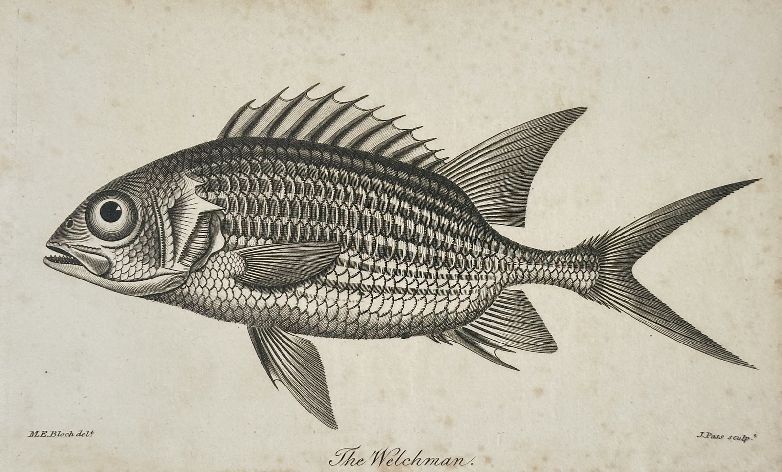 Marcus Elieser Bloch (1723–1799) – The Welchman – Engraving (1805): "The Welchman" This engraving features a detailed profile of a fish known as the Welchman, showcasing its spiny dorsal fin, large eye, and intricate scale patterns. The work is an engraving published 