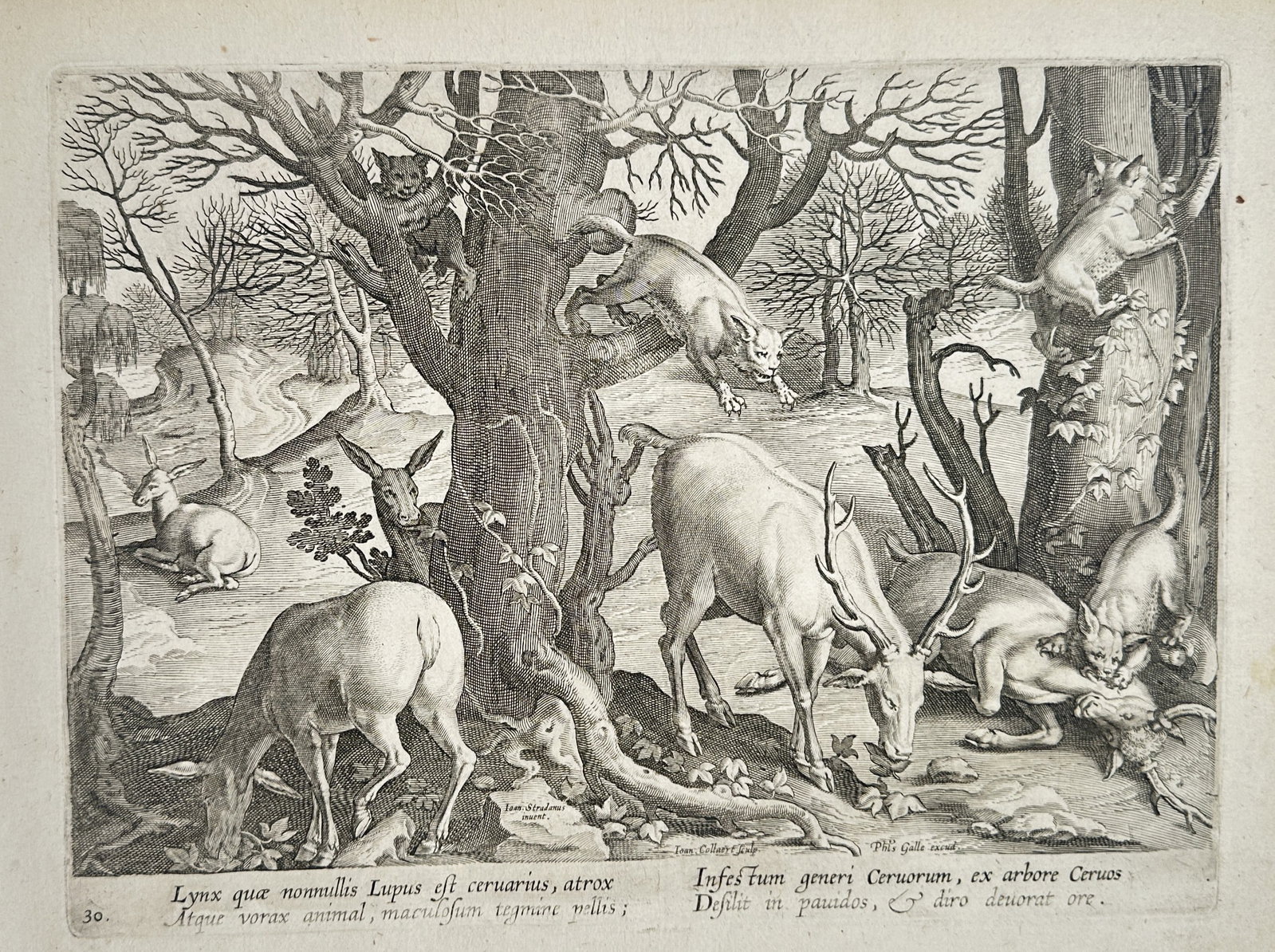 Johannes Stradanus (1523-1605) – Lynxes Hunting Deer in a Forest – Engraving (1578): "Lynx quæ nonnullis Lupus est ceruarius, atrox Atque vorax animal, maculosum tegmine pellis; Infestum generi Ceruorum, ex arbore Ceruos Desilit in pauidos, et diro deuorat ore." This engraving illust
