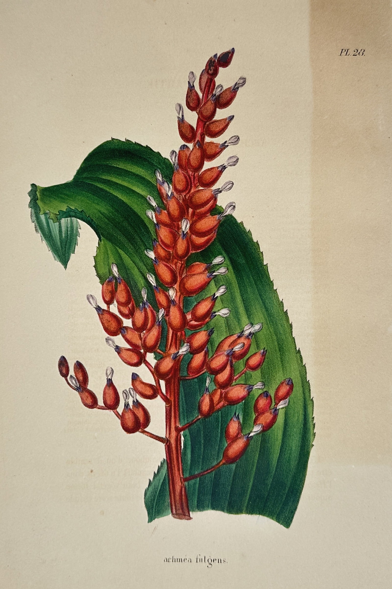 Walter Hood Fitch – Botanical Study of Aechmea fulgens – Hand-coloured lithograph (1845) (1 of 2)