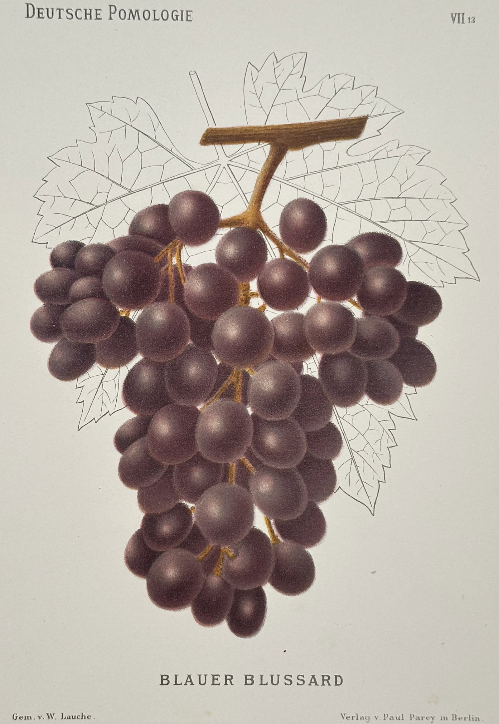Wilhelm Lauche (1827–1883) – Botanical Study of Blauer Blussard Grapes – Chromolithograph: "Blauer Blussard" This chromolithograph depicts a heavy cluster of deep purple wine grapes, characterized by their dusty bloom and dense arrangement on the vine, set against a background of a finely o