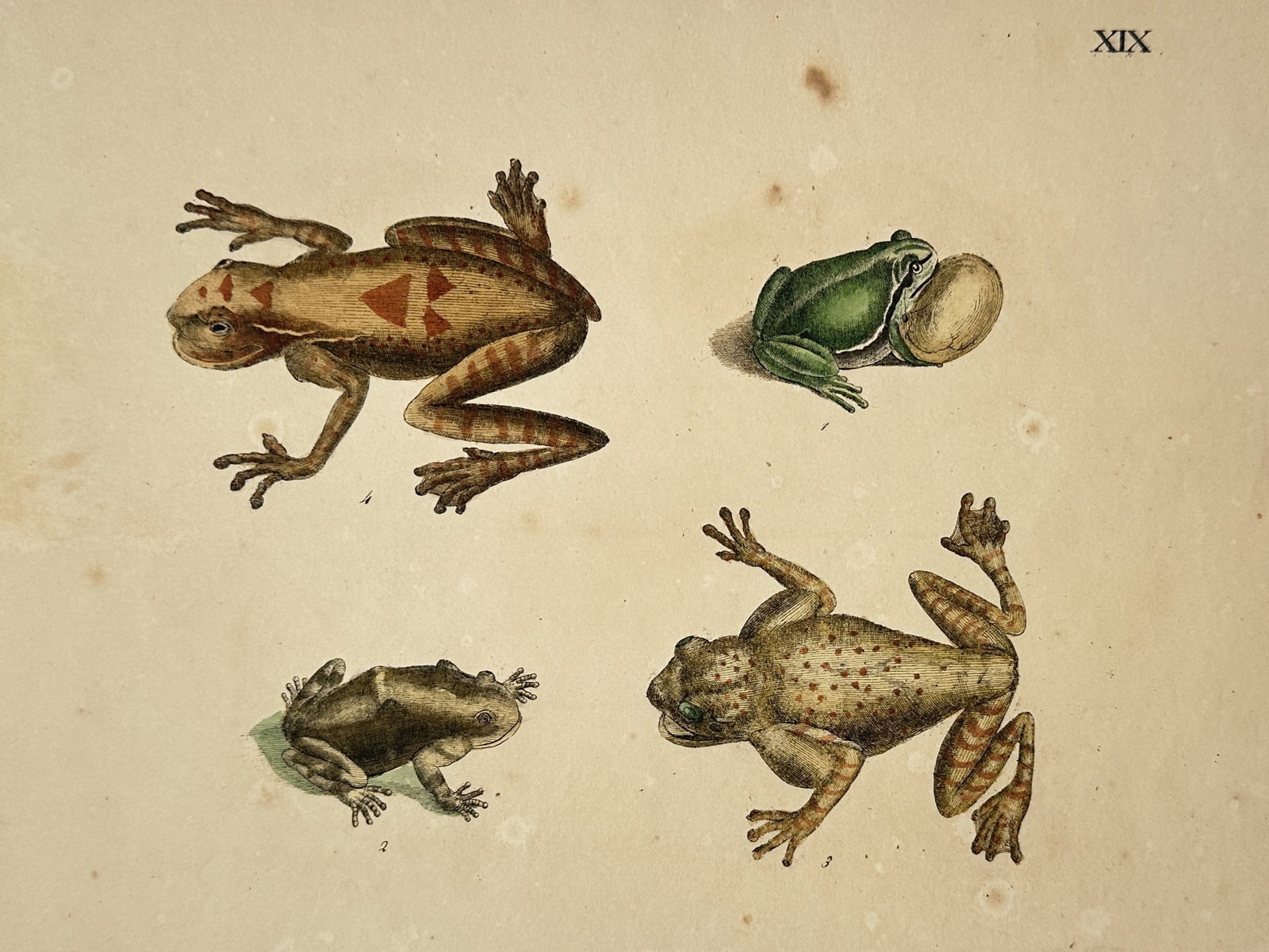 Friedrich Justin Bertuch – Zoological Study of Frogs – Hand-coloured copper engraving (1790): This hand-coloured copper engraving features four distinct species of frogs and toads, including a green specimen shown with an inflated vocal sac. The work is a plate from the Bilderbuch für Kinder,