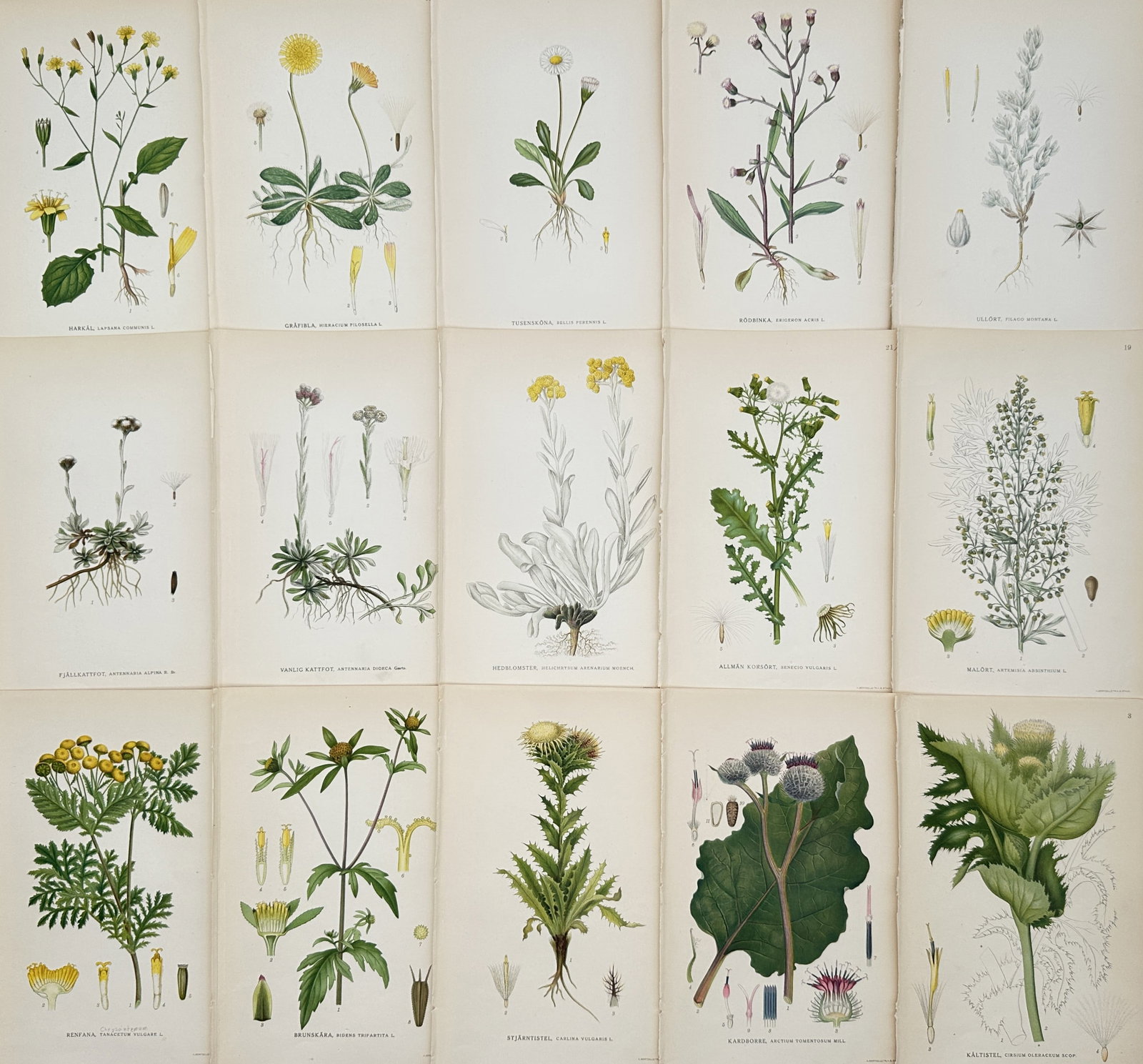 Carl Lindman – Set of 15: Botanical Studies of Asteraceae and Nordic Meadow Flora: "Bilder ur Nordens Flora" This set of fifteen chromolithographs illustrates a variety of Nordic botanical species, with a significant focus on the Asteraceae (daisy) family, including specimens of thi