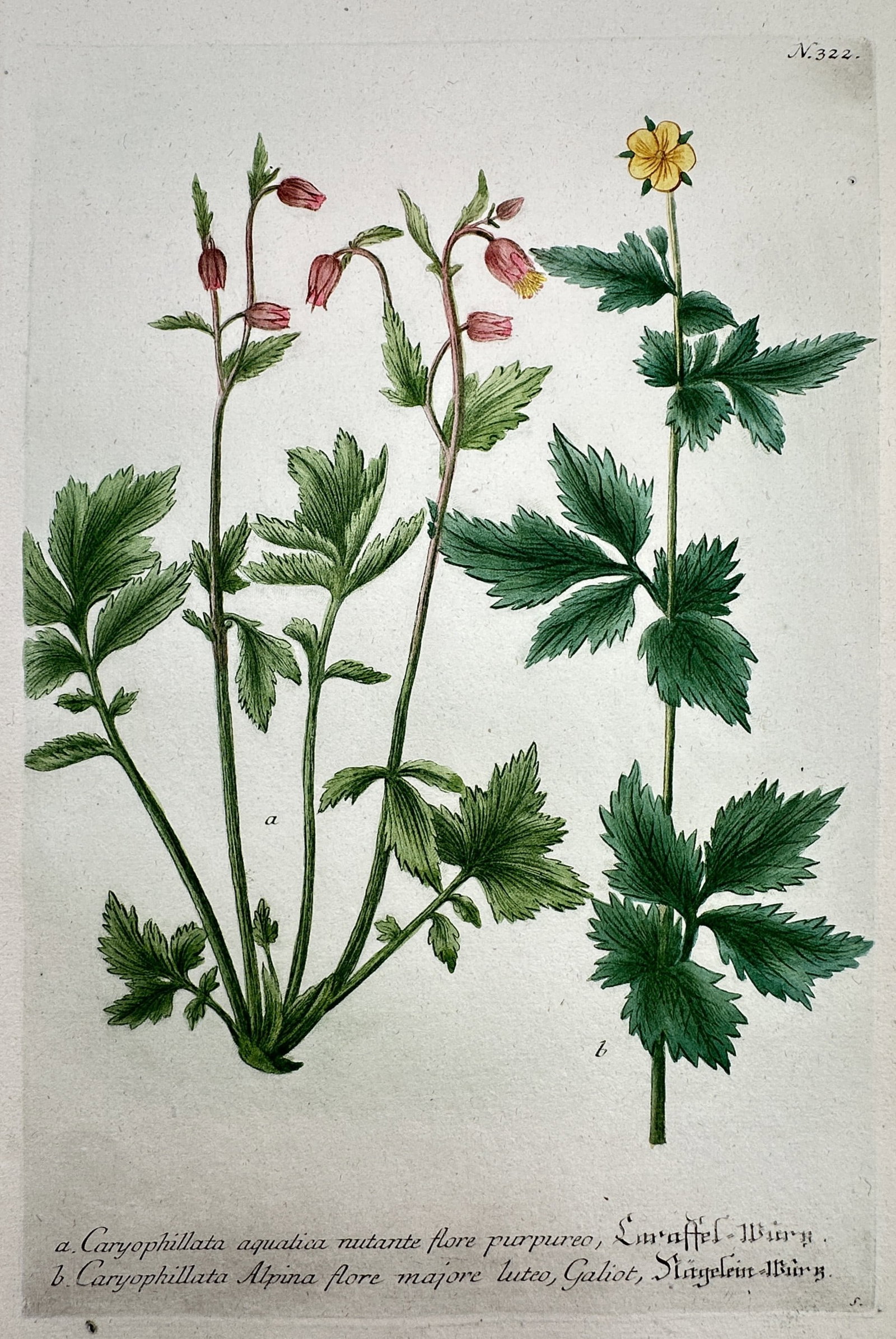 Johann Wilhelm Weinmann (1683-1741) – Studies of Caryophyllata aquatica and Caryophyllata Alpina: "Caryophyllata aquatica nutante flore purpureo" and "Caryophyllata Alpina flore majore luteo" illustrates two species of Avens, one with drooping purple blossoms and the other with a prominent yellow 