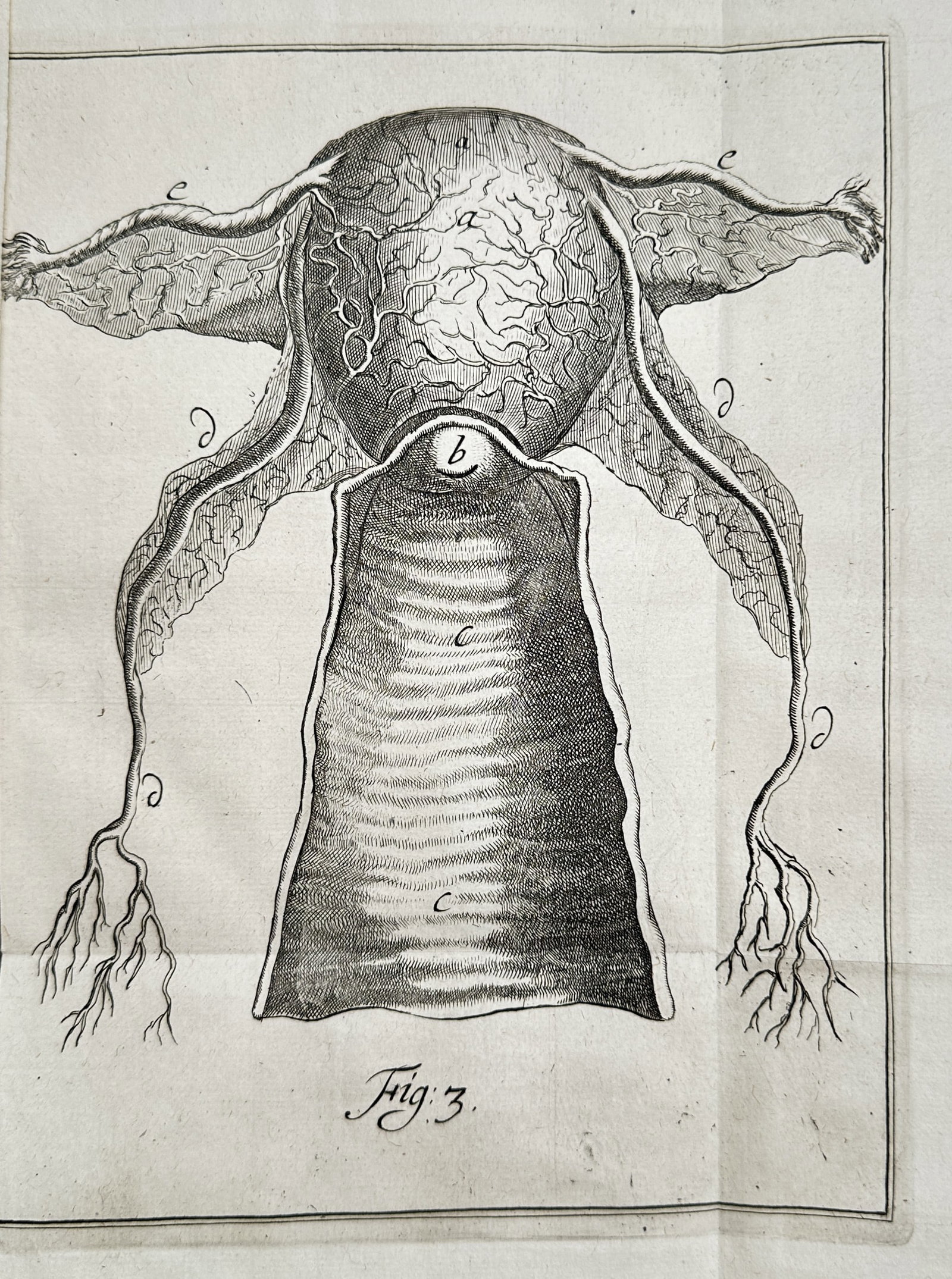 Philibert Bouttats (1654-1722) – Anatomical Study of the Uterus and Vagina – Engraving (1685) (1 of 2)