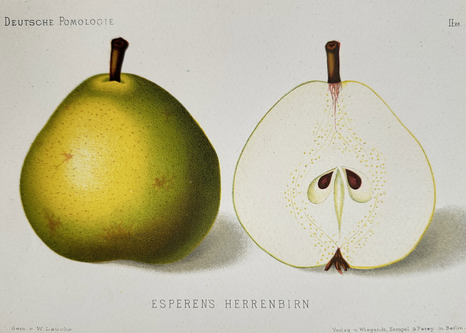 Wilhelm Lauche (1827–1883) – Esperens Herrenbirn (Pear) – Chromolithograph (1882): Esperen s Herrenbirn illustrates a whole pear alongside a vertical cross-section, revealing the core, seeds, and internal flesh structure. This chromolithograph was published in the monumental botanic