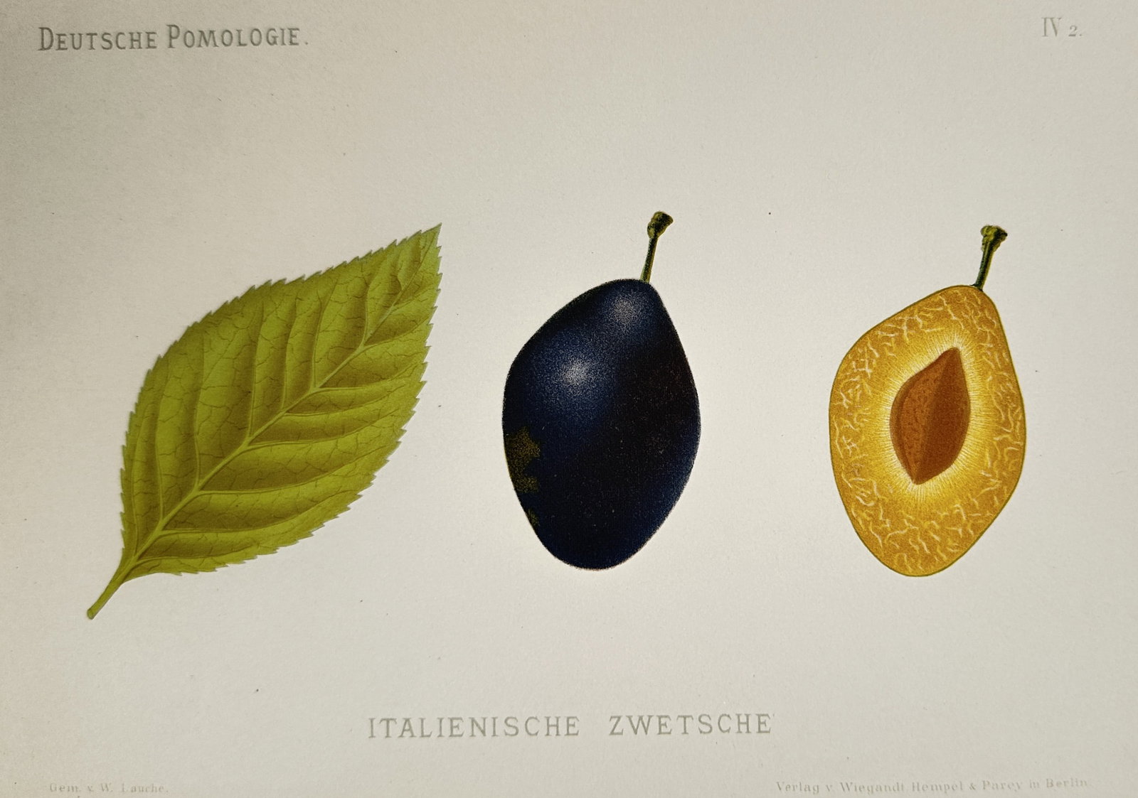 Wilhelm Lauche (1827–1883) – Italienische Zwetsche (Plum) – Chromolithograph (1882): Italienische Zwetsche illustrates a botanical study of a plum variety, featuring a single serrated leaf, a whole deep purple fruit, and a vertical cross-section displaying the yellow flesh and central