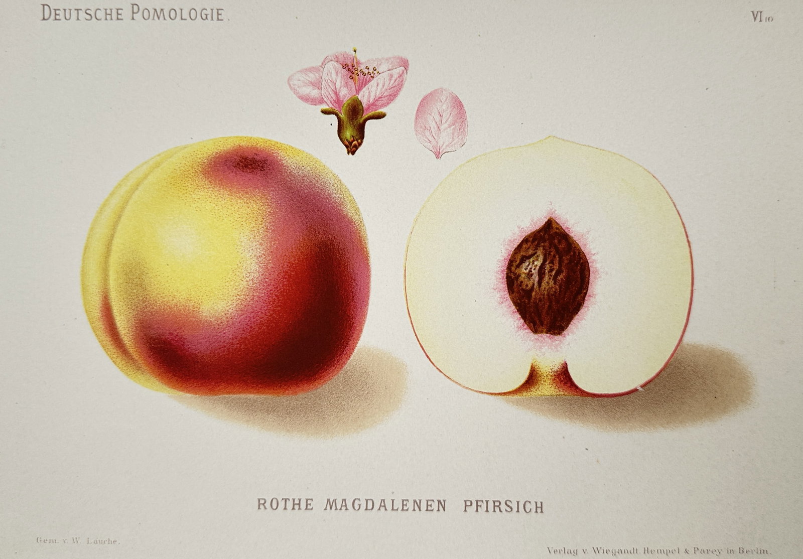 Wilhelm Lauche (1827–1883) – Rothe Magdalenen Pfirsich (Peach) – Chromolithograph (1882): Rothe Magdalenen Pfirsich illustrates a comprehensive botanical study of a peach variety, including a whole fruit with vibrant red and yellow skin, a vertical cross-section revealing the white flesh a