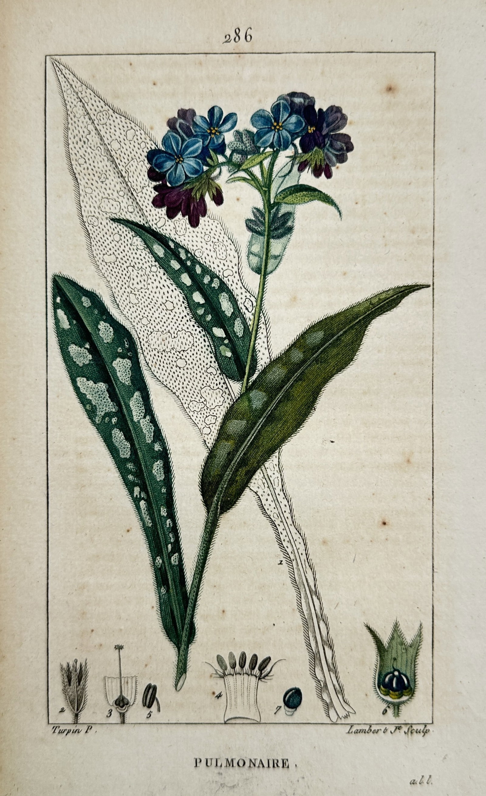 Pierre Jean François Turpin – Pulmonaire (Lungwort) – Hand-coloured engraving (c. 1820) (1 of 2)