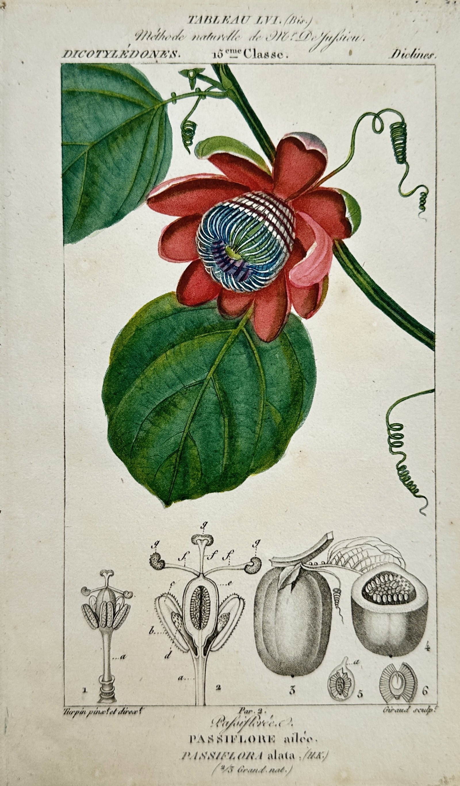 Pierre Jean François Turpin – Passiflora alata (Winged-stem Passion Flower) – Hand-coloured: Passiflora alata illustrates a vibrant study of the winged-stem passion flower, featuring a large crimson blossom with its characteristic complex corona of purple and white filaments. The engraving in