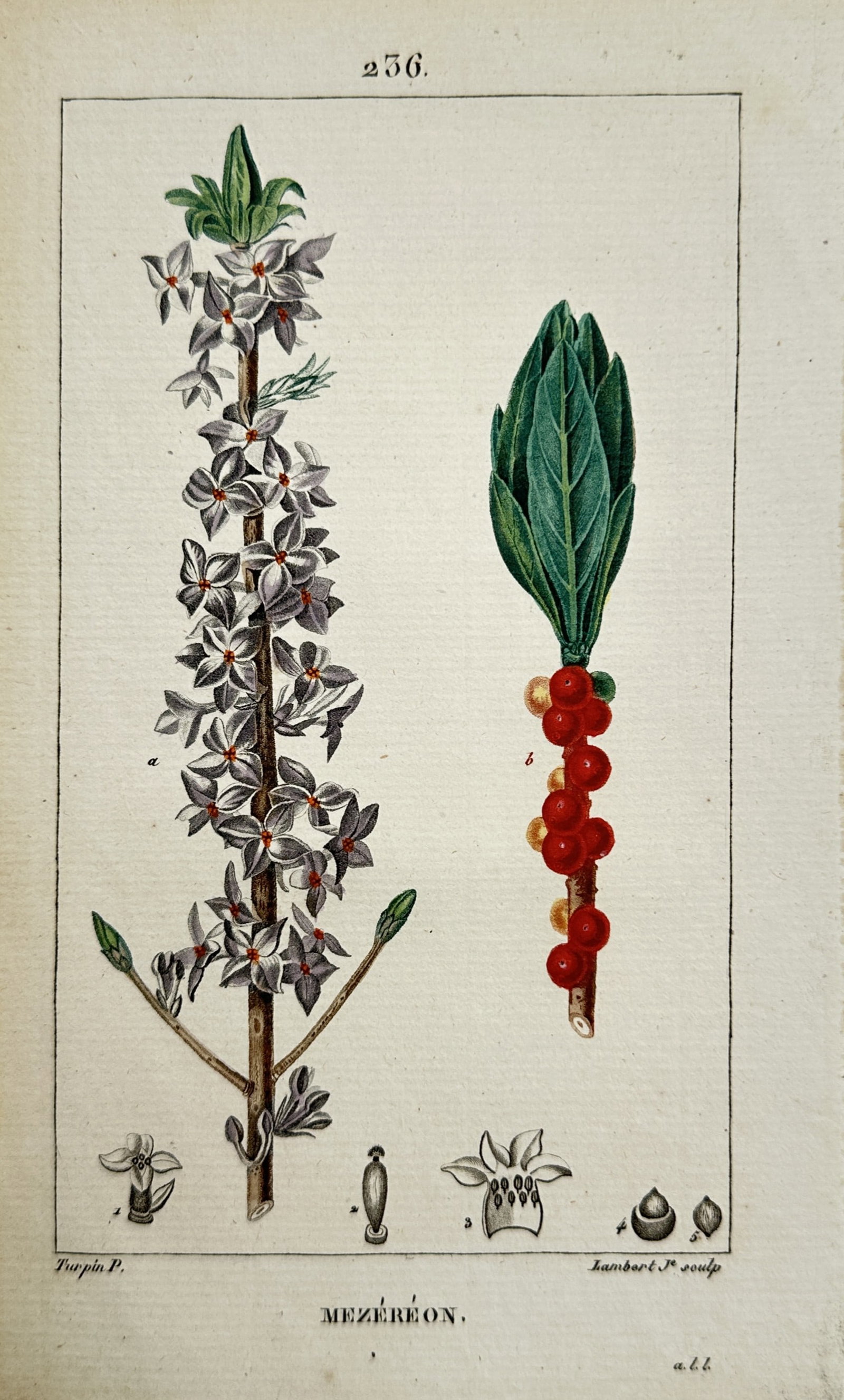 Pierre Jean François Turpin – Mezereon (Daphne mezereum) – Hand-coloured engraving (c. 1820): Mezereon illustrates a comparative botanical study of the February daphne, showing the plant in two different seasonal states. The left branch displays the fragrant purple-pink flowers blooming on bar