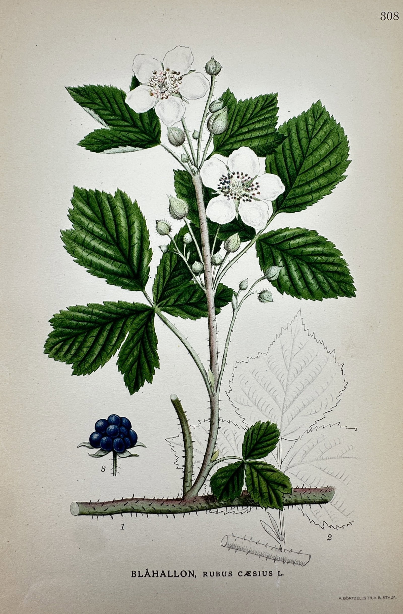 Carl Lindman – European Dewberry (Rubus caesius) – Hand-coloured lithograph (c. 1920): "Blåhallon, Rubus cæsius L." illustrates a detailed botanical study of the European dewberry, showing the flowering cane with its characteristic white blossoms, dark green foliage, and prickly stem.
