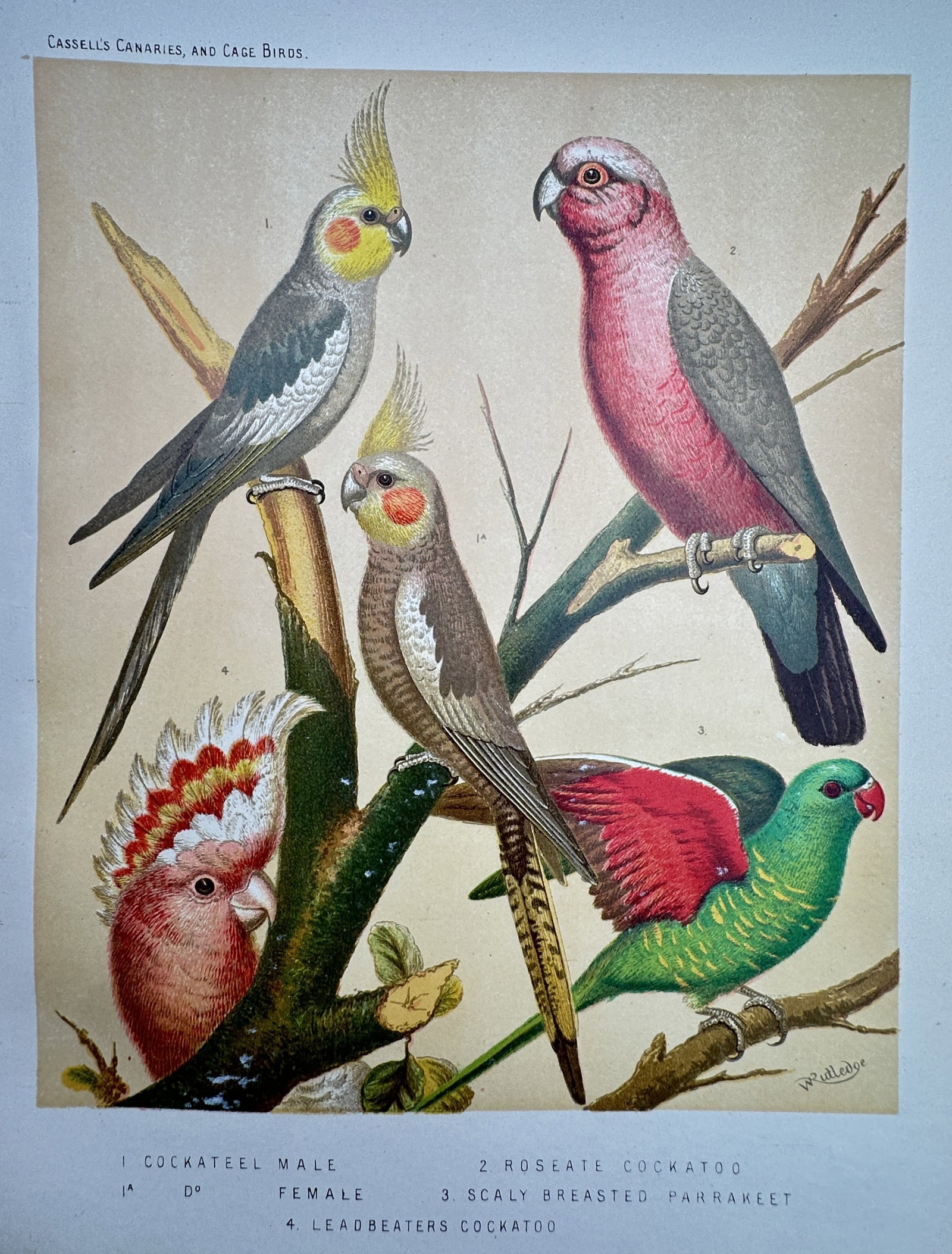Joseph Williamson Ludlow (1840–1916) – Cockatiels, Roseate Cockatoo, Scaly Breasted Parakeet (1 of 2)