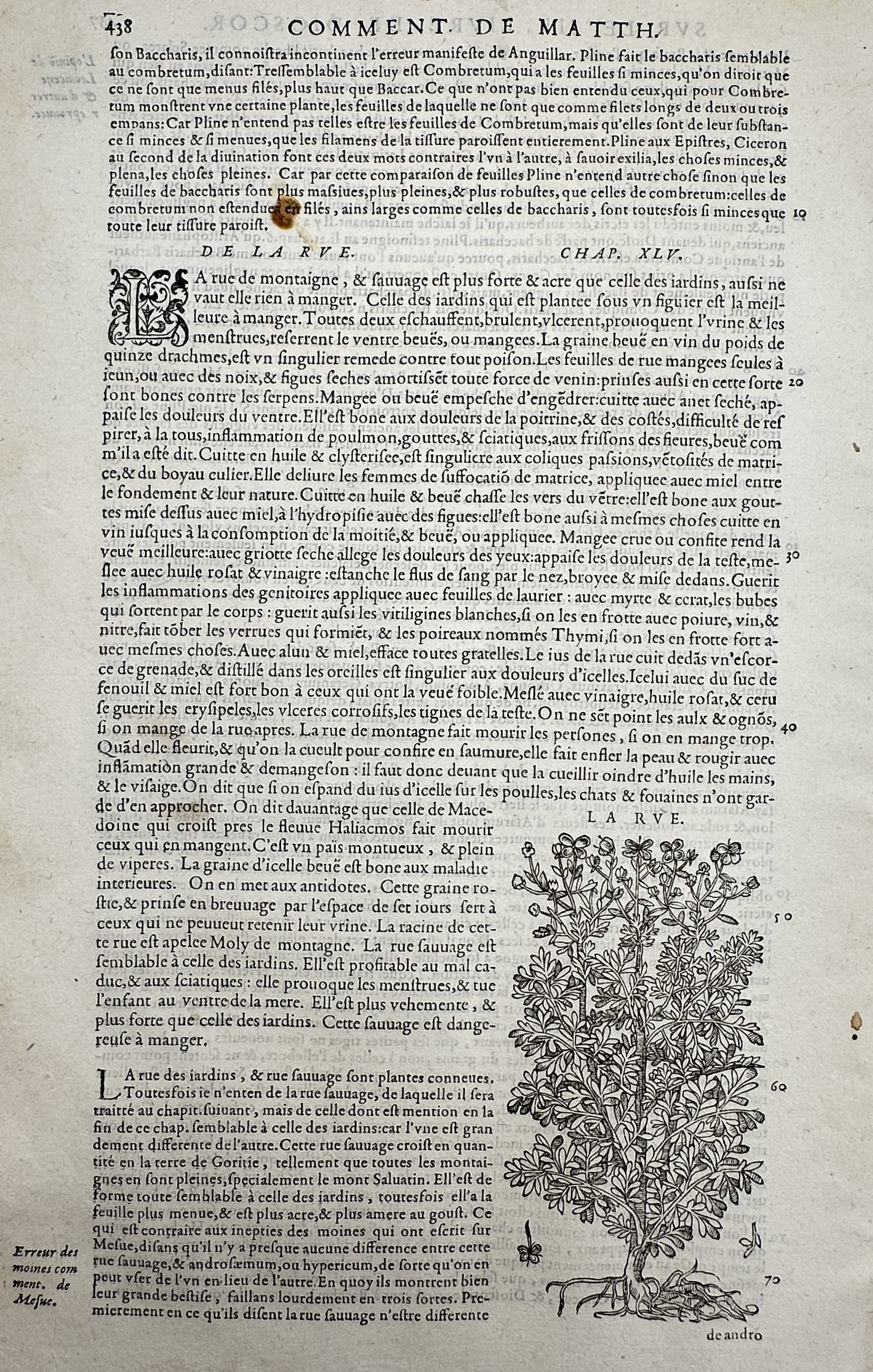 Pietro Andrea Mattioli (1501–1577) – Study of Rue – Woodcut (1572) (1 of 2)