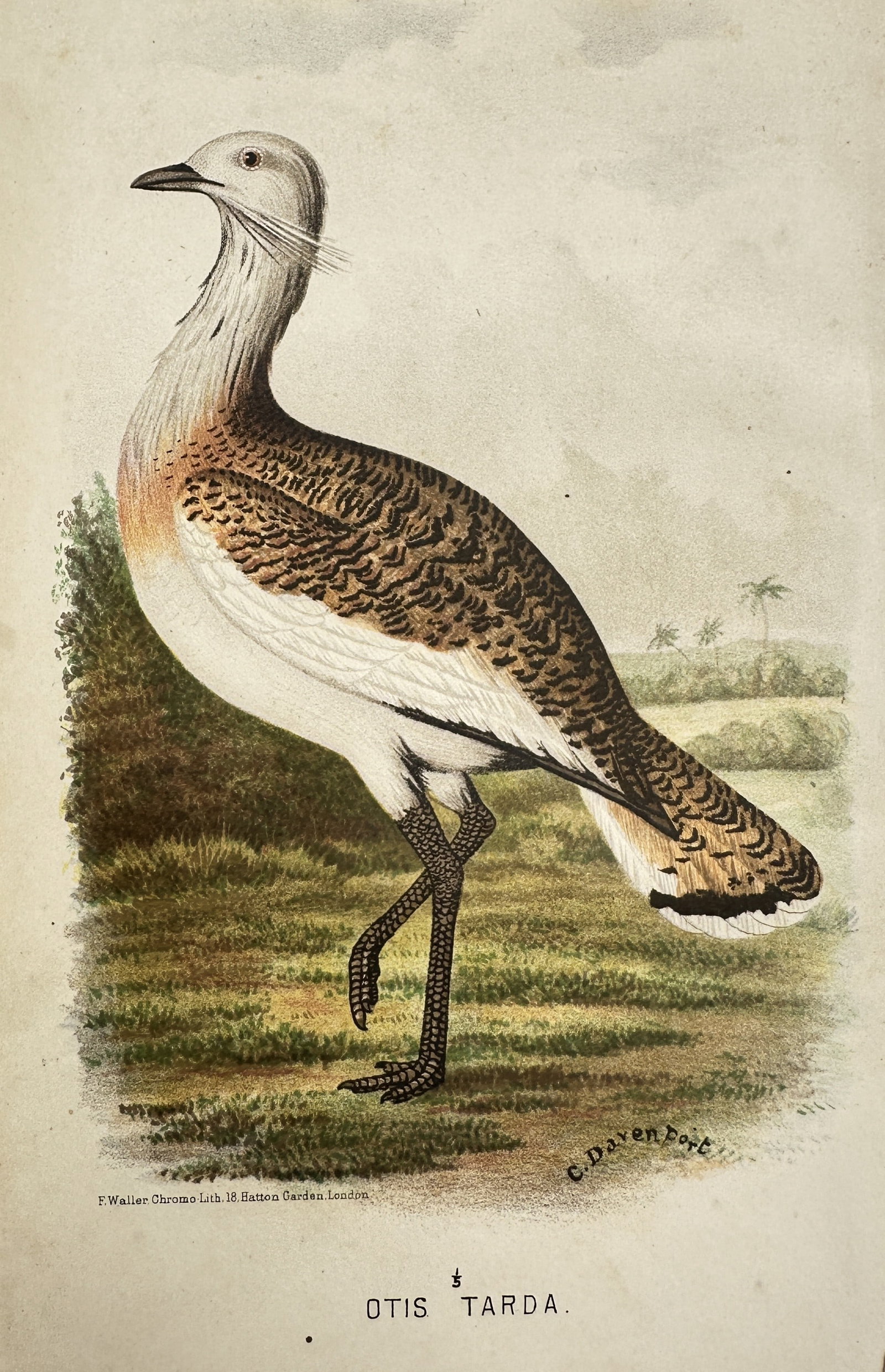 Cyril James Humphries Davenport – Otis Tarda (Great Bustard) – Chromolithograph (c. 1890): "Otis Tarda" illustrates a detailed ornithological study of the Great Bustard, one of the heaviest flying birds in the world. The composition captures the bird in a characteristic standing pose within