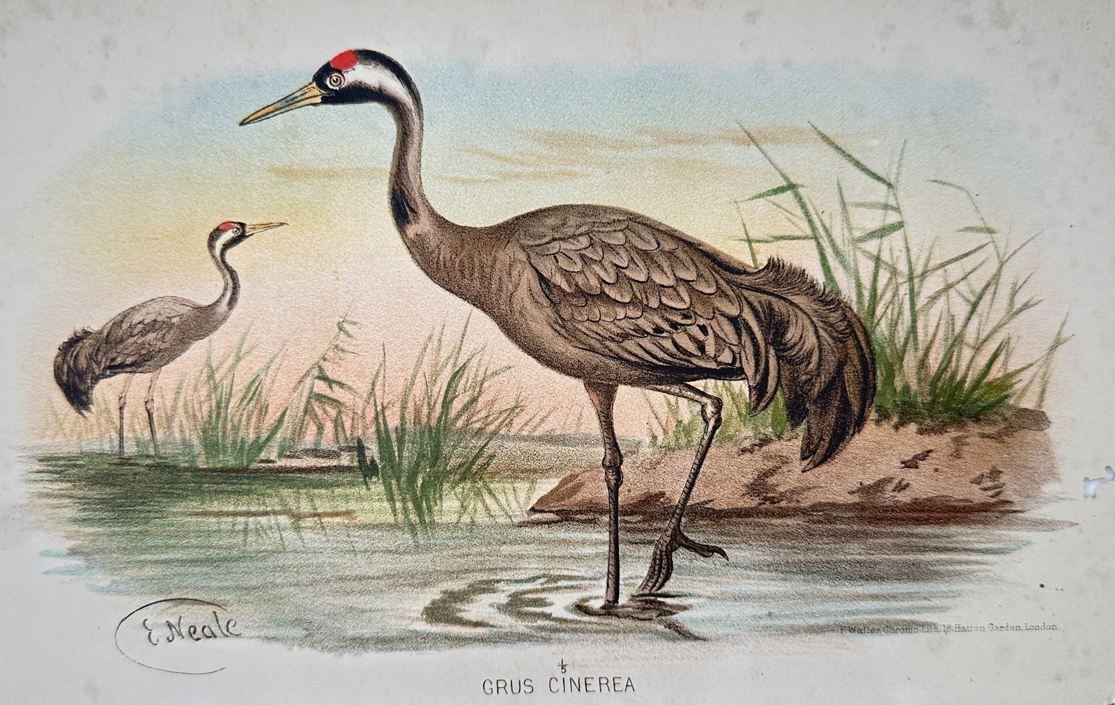 Edward Neale (1833–1904) – Grus Cinerea (Common Crane) – Chromolithograph (c. 1890): "Grus Cinerea" illustrates a pair of Common Cranes in a serene marshland setting. The composition captures the birds' elegant, elongated forms, highlighting the slate-grey plumage, long necks with bla