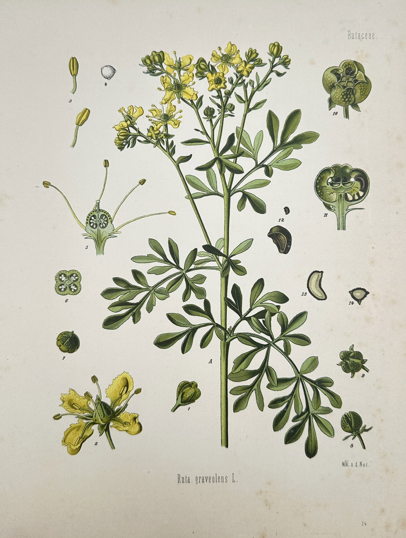 Hermann Adolph Köhler – Ruta graveolens (Common Rue) – Chromolithograph (1887) (1 of 2)