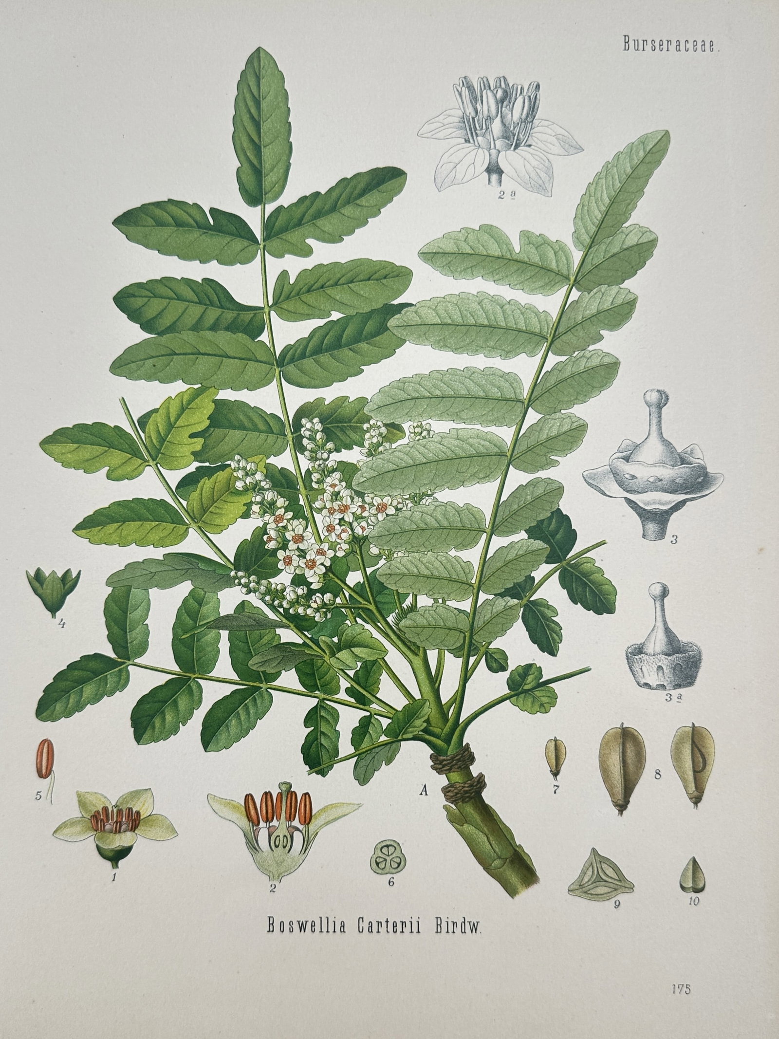 Hermann Adolph Köhler – Boswellia Carterii (Frankincense) – Chromolithograph (1887): "Boswellia Carterii" illustrates a detailed botanical study of the Frankincense tree, famous for the aromatic resin obtained from its bark. The plate captures a branch with pinnate leaves and small, s