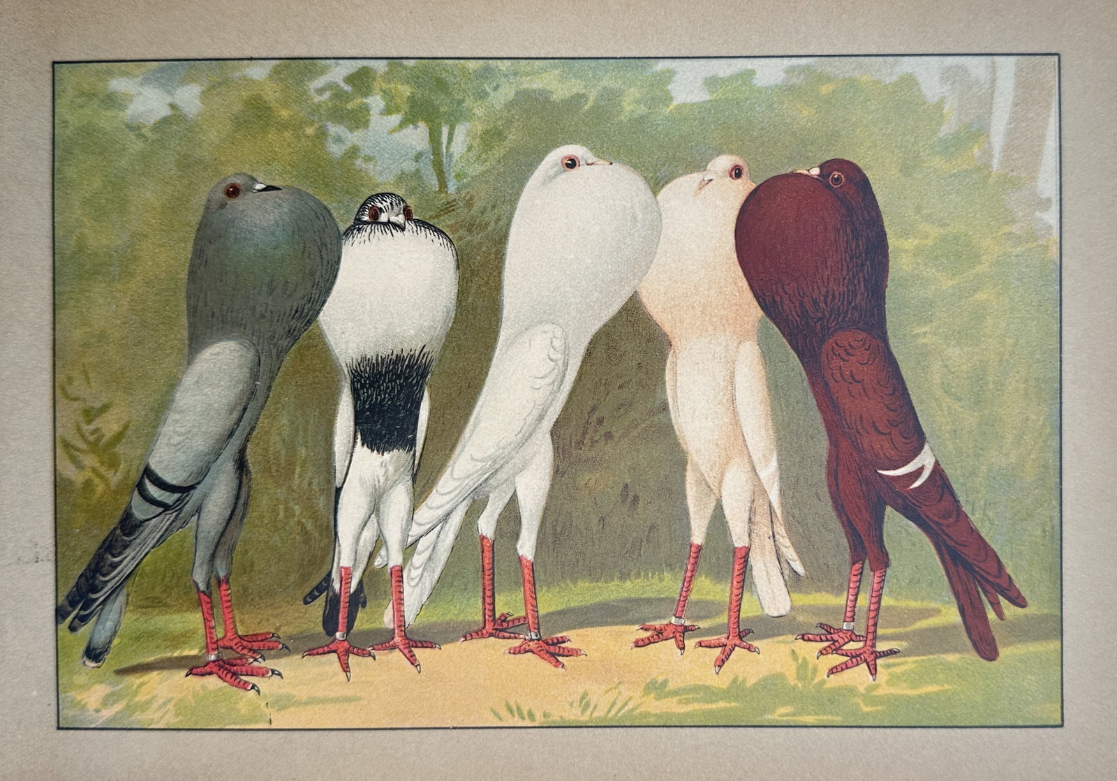Emil Schachtzabel – Study of German Pouter Pigeons – Chromolithograph (c. 1906): This ornithological study illustrates five distinct varieties of the Pouter Pigeon, focusing on the refined characteristics favored by German breeders at the turn of the century. The composition captu
