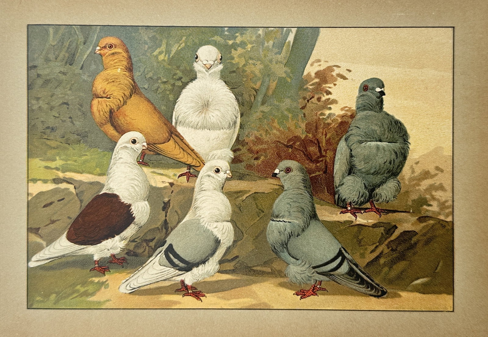 Emil Schachtzabel – Study of German Owl and Frill Pigeons – Chromolithograph (1906): "Illustriertes Prachtwerk sämtlicher Taubenrassen" illustrates a group of six fancy pigeons, primarily focusing on owl and frill breeds characterized by their short beaks and distinctive chest feathe