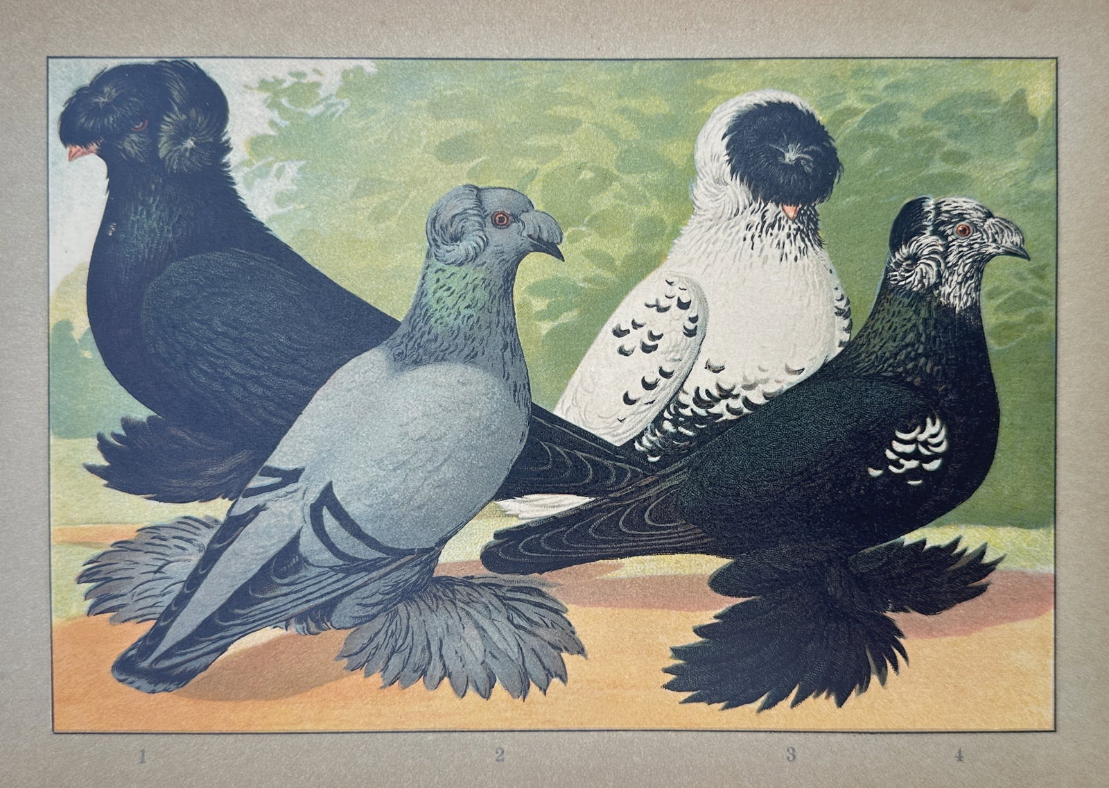 Emil Schachtzabel – Study of German Trumpeter Pigeons – Chromolithograph (1906) (1 of 2)
