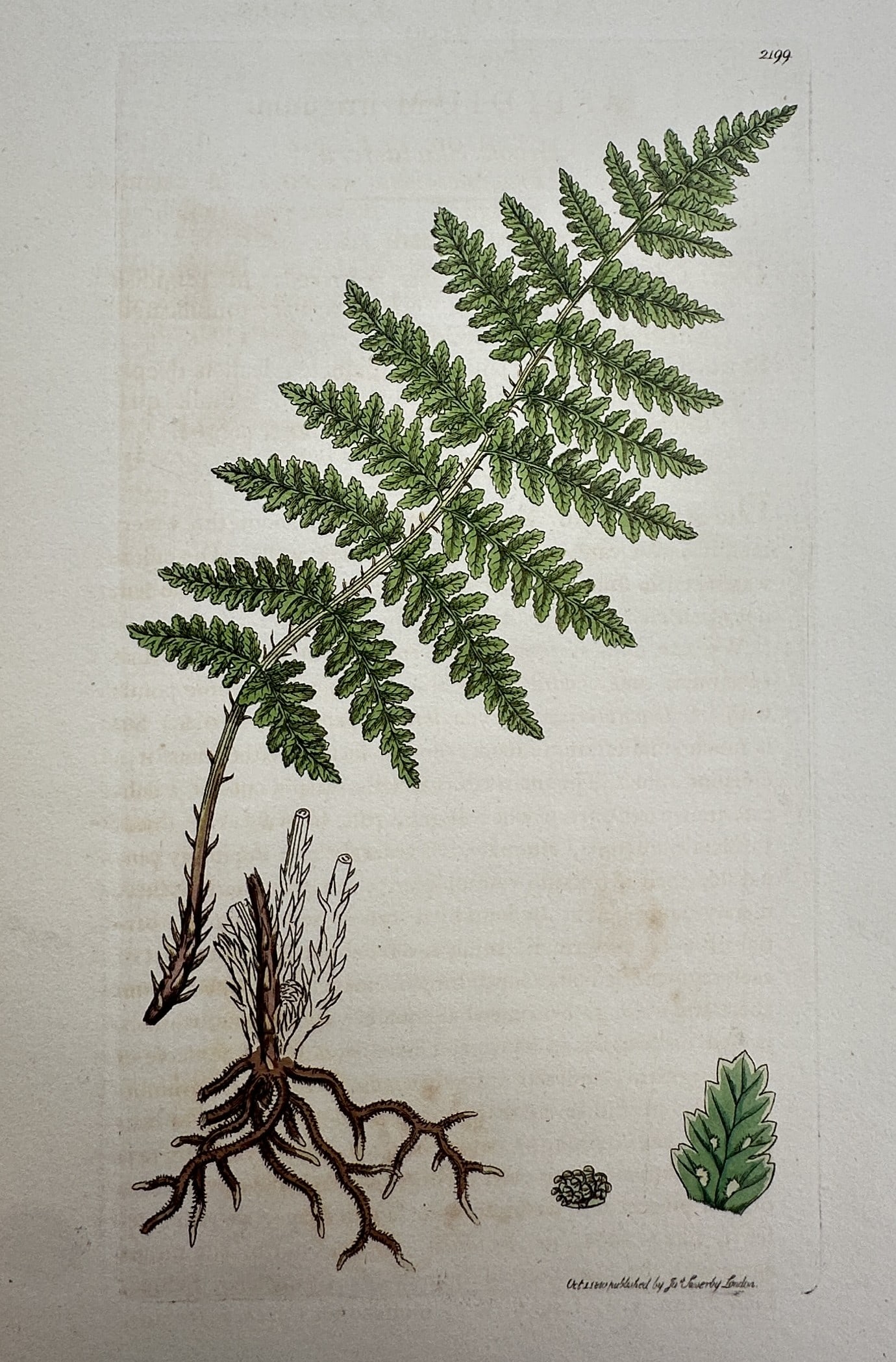James Sowerby – Brittle Bladder-fern (Cystopteris fragilis) – Hand-coloured copper engraving (1 of 2)
