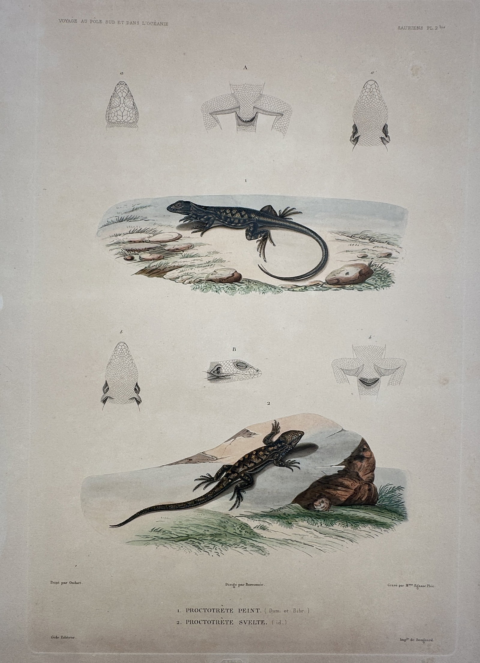 Paul Louis Oudart – Study of Lizards (Proctotretus) – Hand-coloured Lithograph (1842–1853): "Voyage au Pôle Sud et dans l'Océanie" illustrates two species of South American lizards, Proctotretus peint (now Liolaemus pictus) and Proctotretus svelte (now Liolaemus tenuis). The composition fe