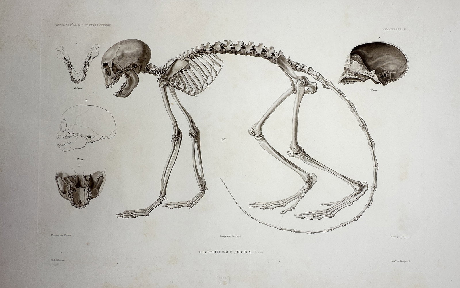 Jean Charles Werner – Skeleton of a Semnopithecus (Langur) – Lithograph (1842–1853): "Voyage au Pôle Sud et dans l'Océanie" illustrates a detailed osteological study of a langur monkey (Semnopithecus). The central figure presents the complete articulated skeleton in a dynamic, quadr