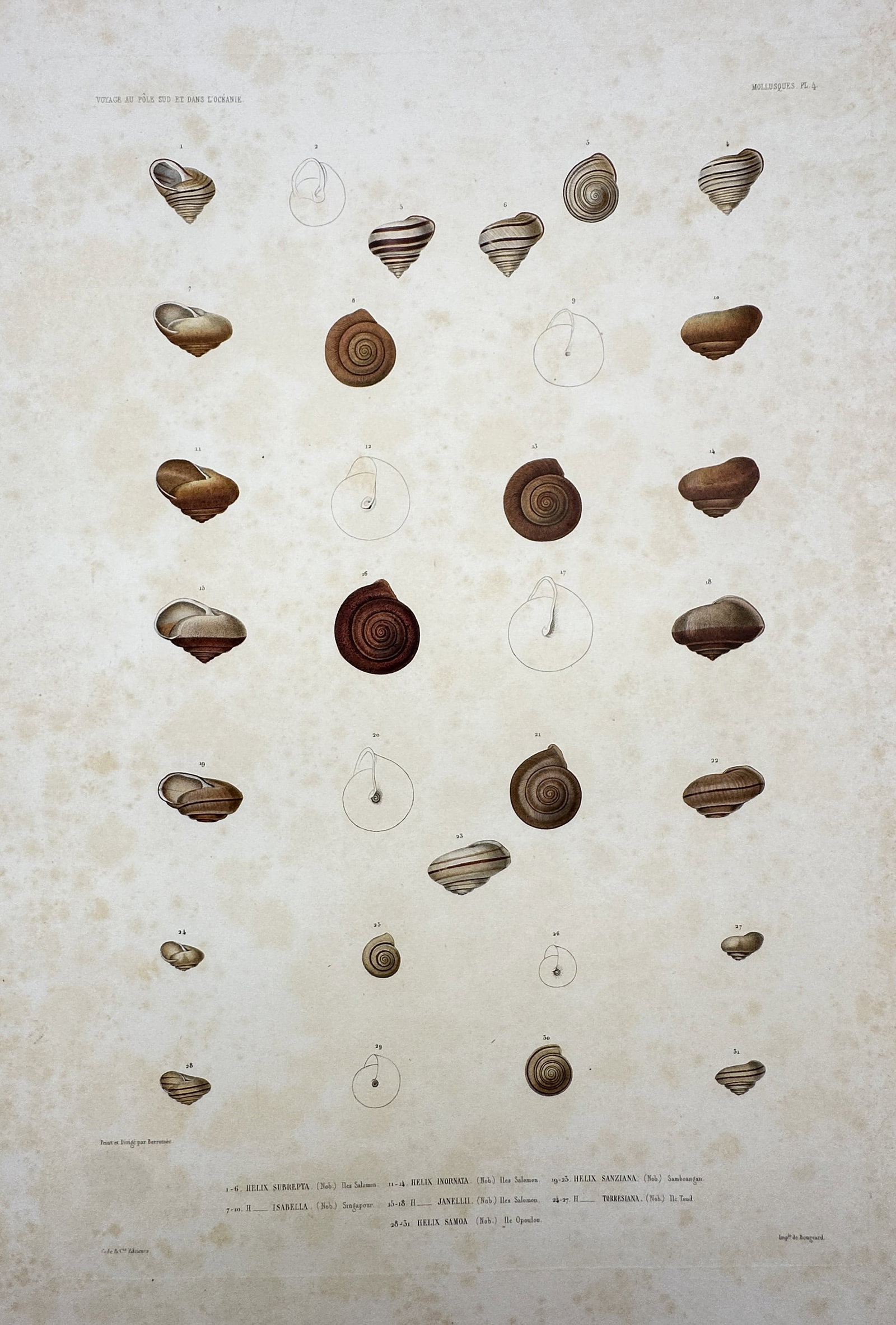 Pierre Louis Borromée – Study of Oceanic Land Snails (Helix) – Hand-coloured Lithograph: "Voyage au Pôle Sud et dans l'Océanie" illustrates a variety of land snail species (genus Helix) collected during the second expedition of the Astrolabe and Zélée. The plate features twenty-eight 