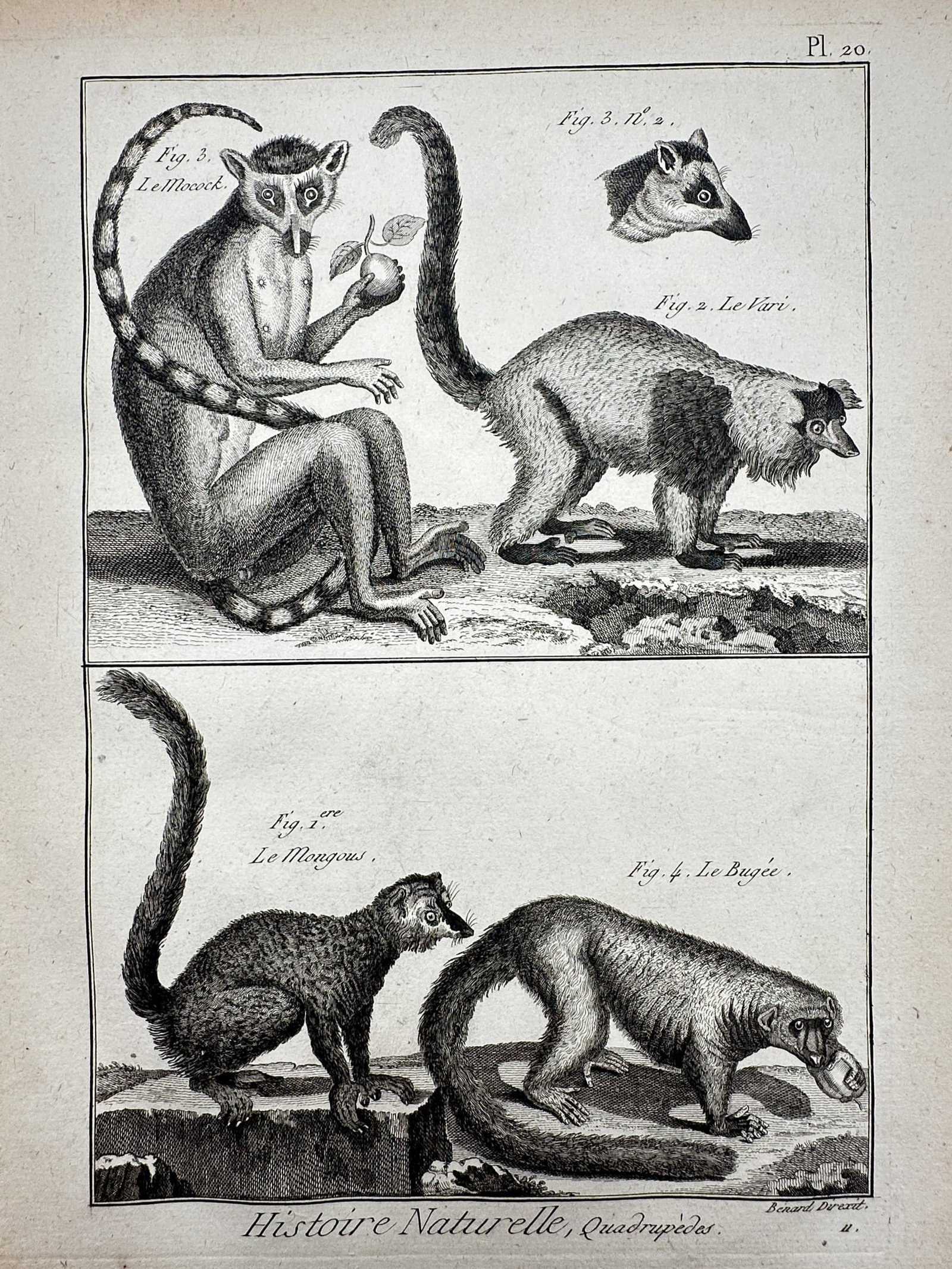 Robert Bénard (1734-1777) – Studies of Lemurs and Primates – Engraving (1771): "Histoire Naturelle, Quadrupedes" features two registers illustrating various prosimians and primates, including a ring-tailed lemur holding fruit, a ruffed lemur, a mongoose lemur, and a bugée. This