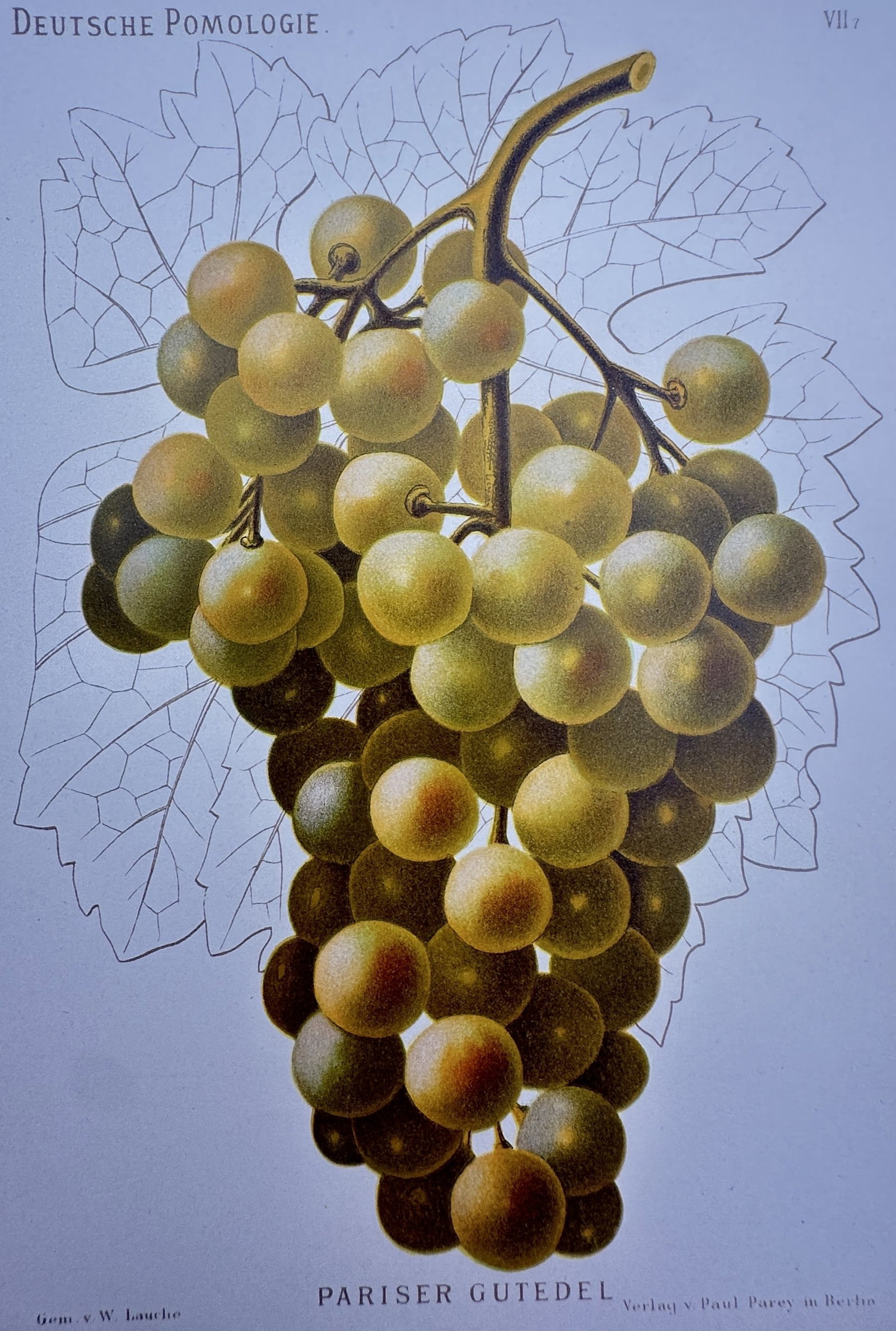 Wilhelm Lauche (1827–1883) – Study of Pariser Gutedel Grapes – Chromolithograph (1882): "Pariser Gutedel" depicts a lush cluster of white grapes hanging from a central vine, set against a delicate line-drawing background of grapevine leaves. This chromolithograph is a plate from the reno