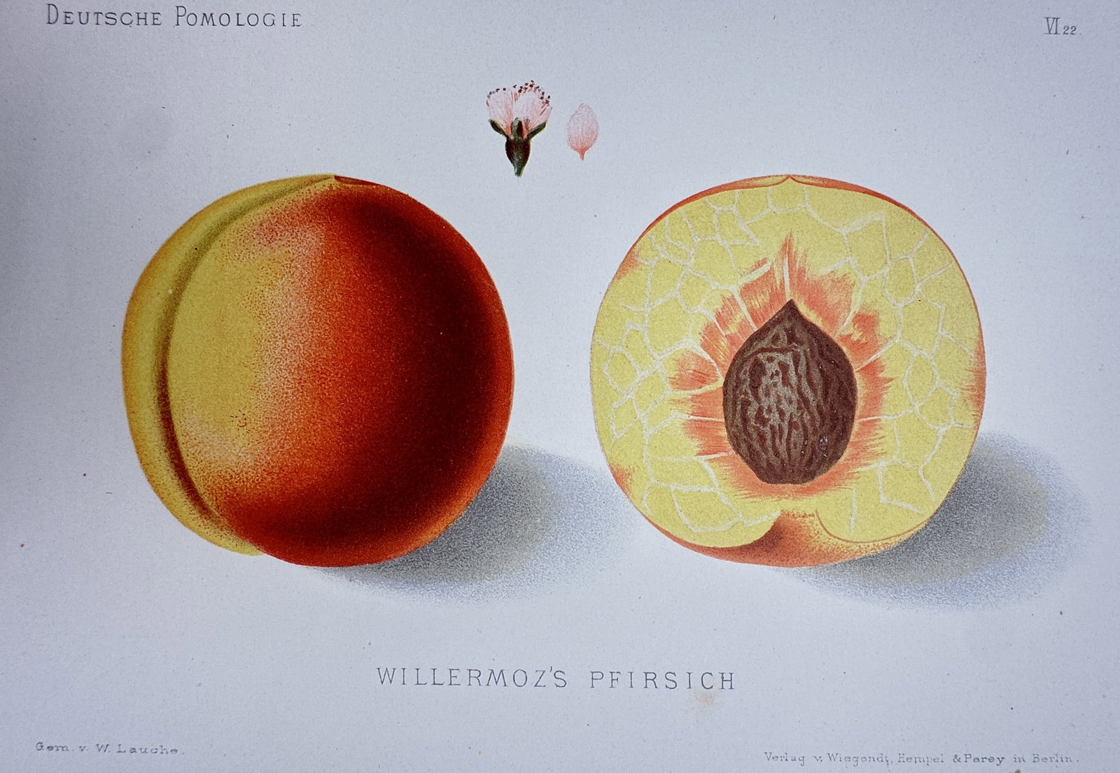 Wilhelm Lauche (1827–1883) – Study of Willermoz's Pfirsich (Peach) – Chromolithograph (1882): "Willermoz's Pfirsich" illustrates a ripe peach in both whole and cross-section forms, displaying the vibrant red and yellow velvet skin alongside the pale, fibrous interior and central pit. Above the