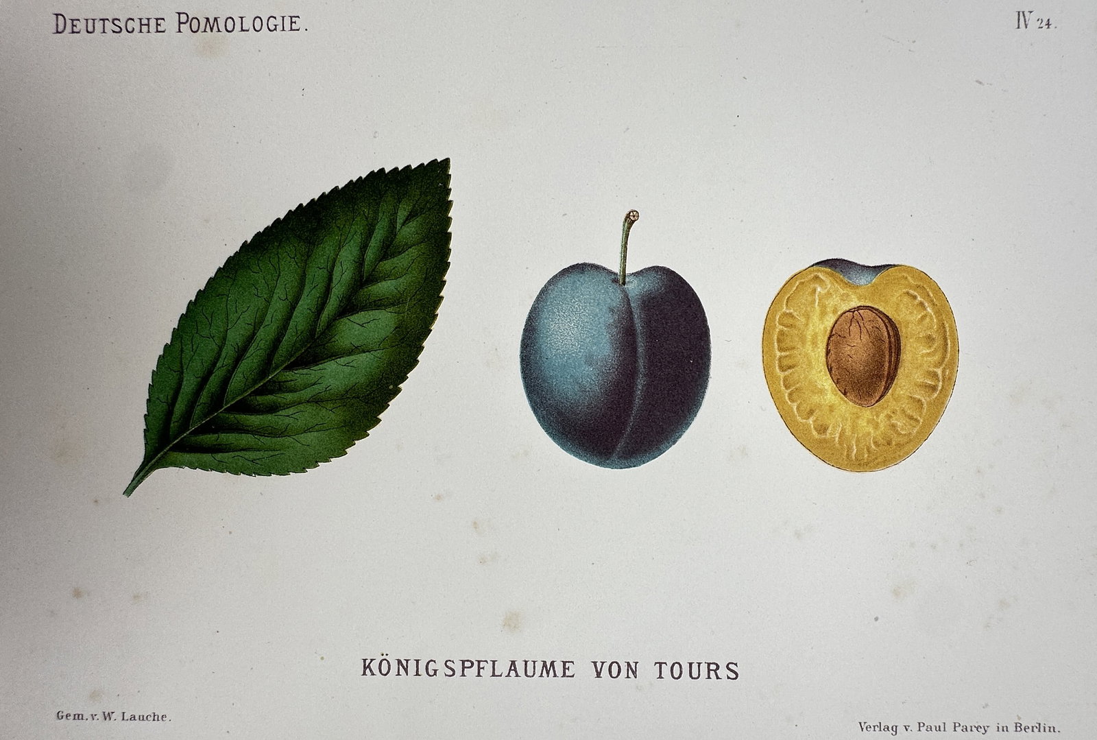 Wilhelm Lauche (1827–1883) – Study of Königspflaume von Tours (Plum) – Chromolithograph: "Königspflaume von Tours" illustrates a deep purple plum in whole and cross-section forms alongside a single green leaf with serrated edges, showing the golden-yellow flesh and central pit. This chro