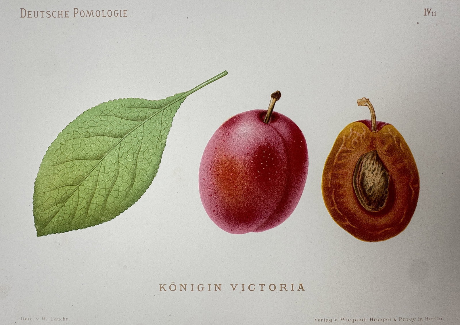 Wilhelm Lauche (1827–1883) – Study of Königin Victoria (Plum) – Chromolithograph (1882) (1 of 2)