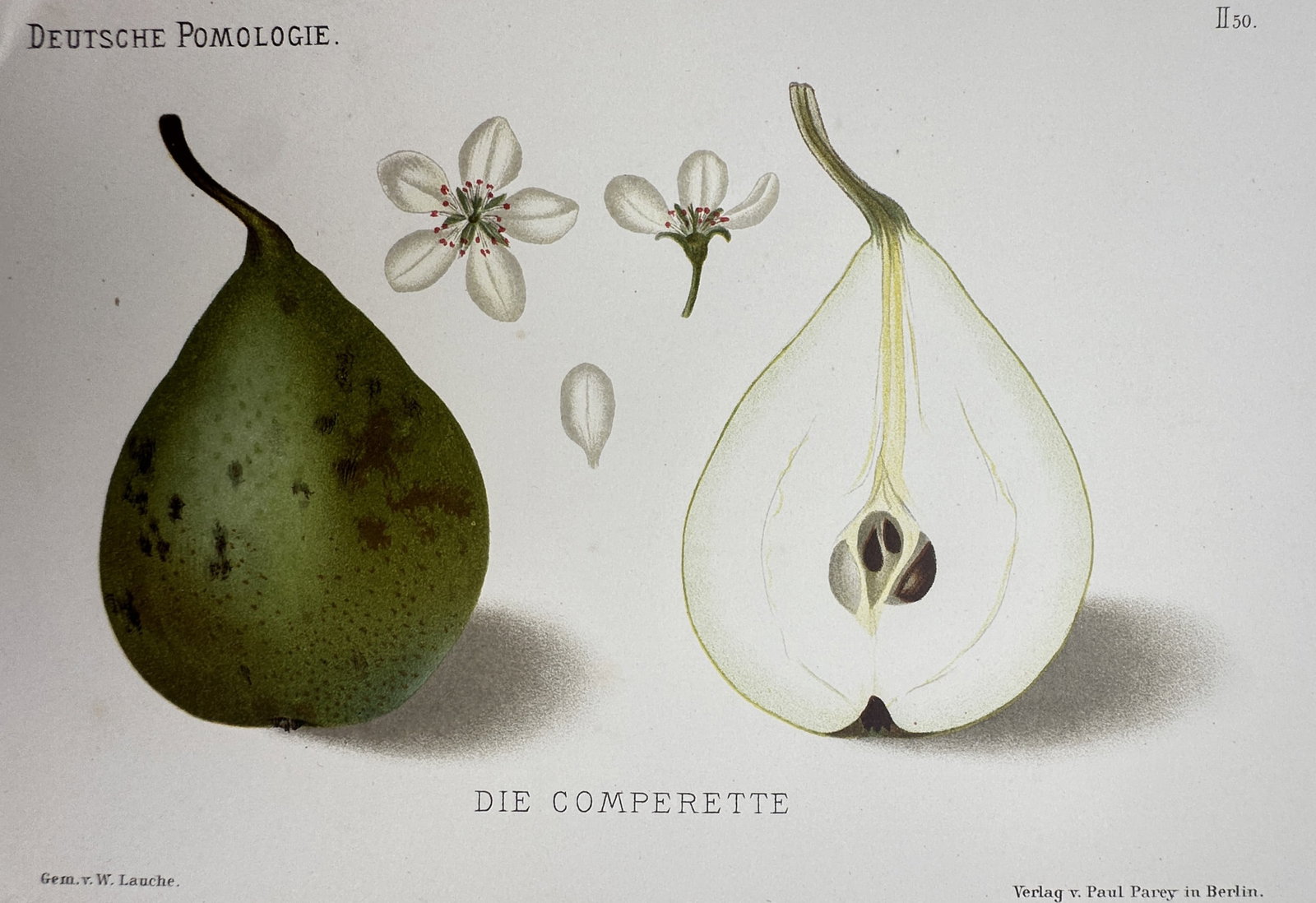 Wilhelm Lauche (1827–1883) – Study of Die Comperette (Pear) – Chromolithograph (1882): "Die Comperette" illustrates a green pear in both whole and longitudinal cross-section forms, displaying the white flesh and internal seeds. The composition includes botanical details of the pear blos