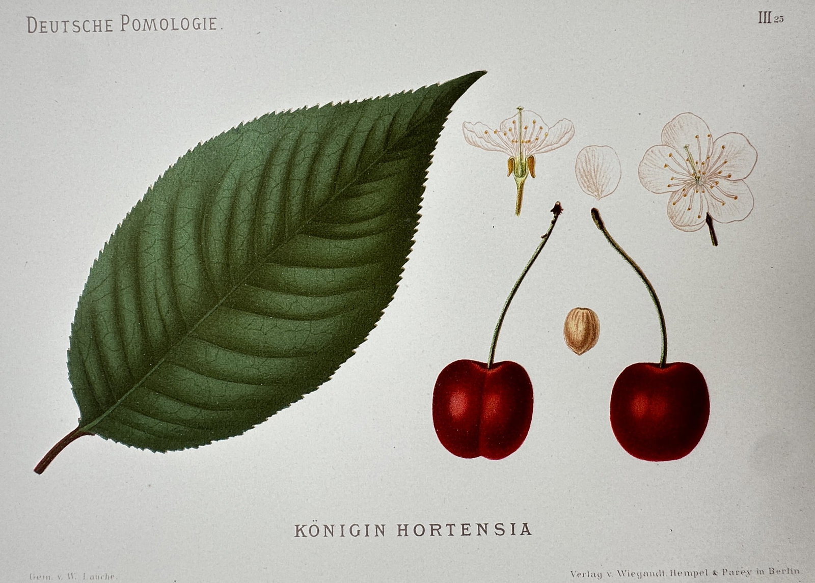 Wilhelm Lauche (1827–1883) – Study of Königin Hortensia (Cherry) – Chromolithograph (1882): "Königin Hortensia" illustrates two bright red cherries on their stems, a central pit, and a large green leaf with prominent veining. The composition also features botanical details of the cherry blo