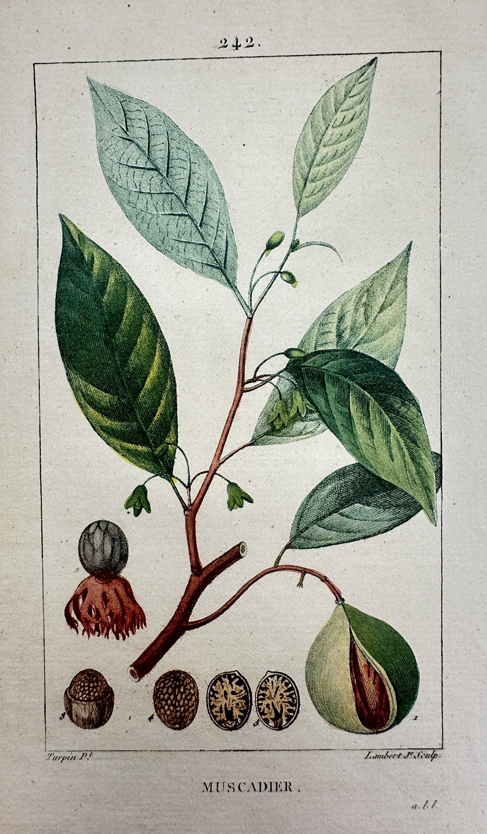 Pierre Jean François Turpin – Study of Muscadier (Nutmeg) – Hand-coloured engraving (c. 1820) (1 of 2)
