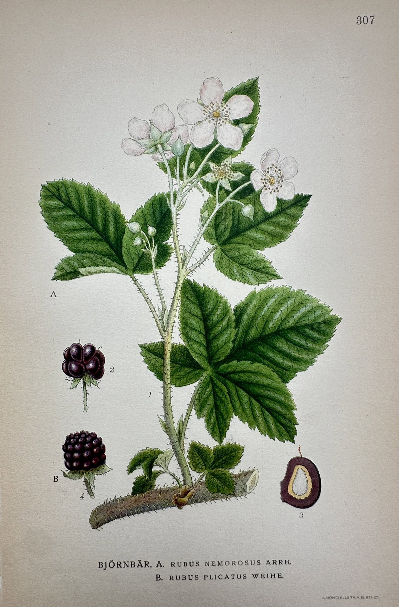Carl Lindman – Botanical Study of Blackberries (Rubus nemorosus and Rubus plicatus) (1 of 2)