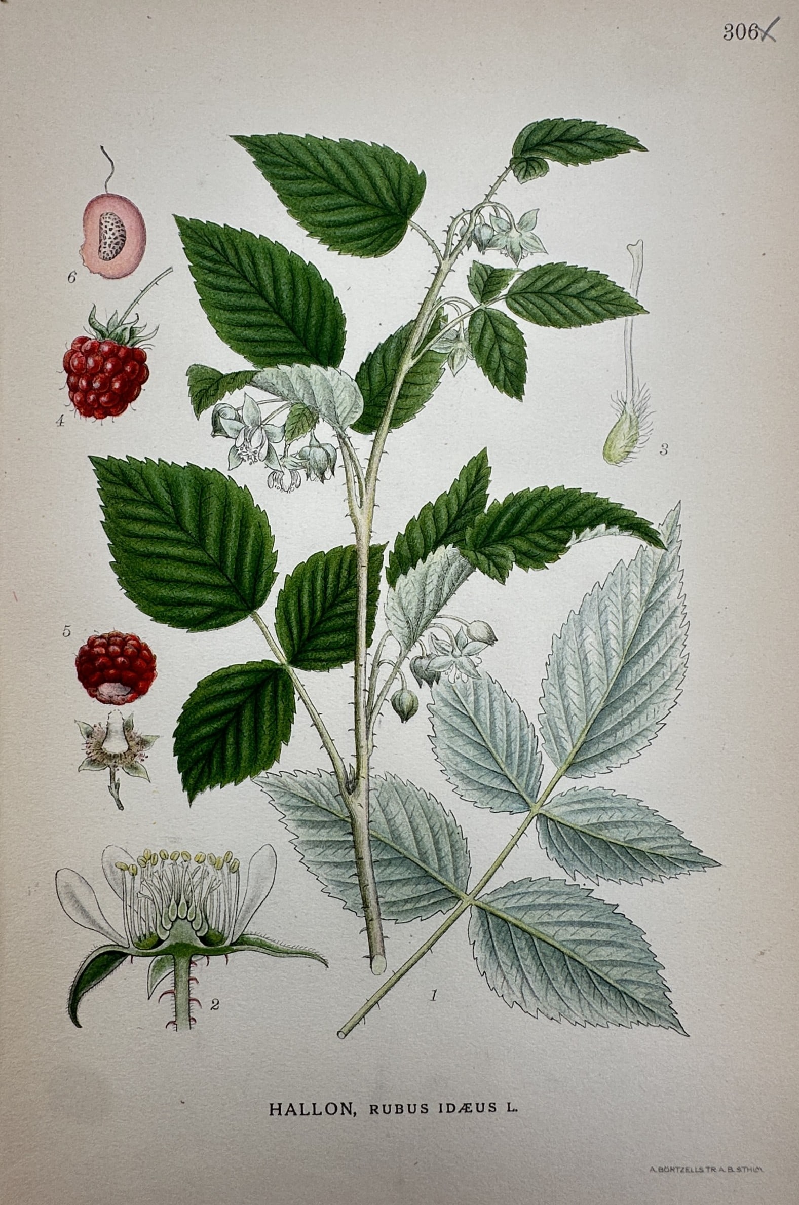 Carl Lindman – Botanical Study of Raspberry (Rubus idaeus) – Hand-coloured lithograph (c. 1920) (1 of 2)