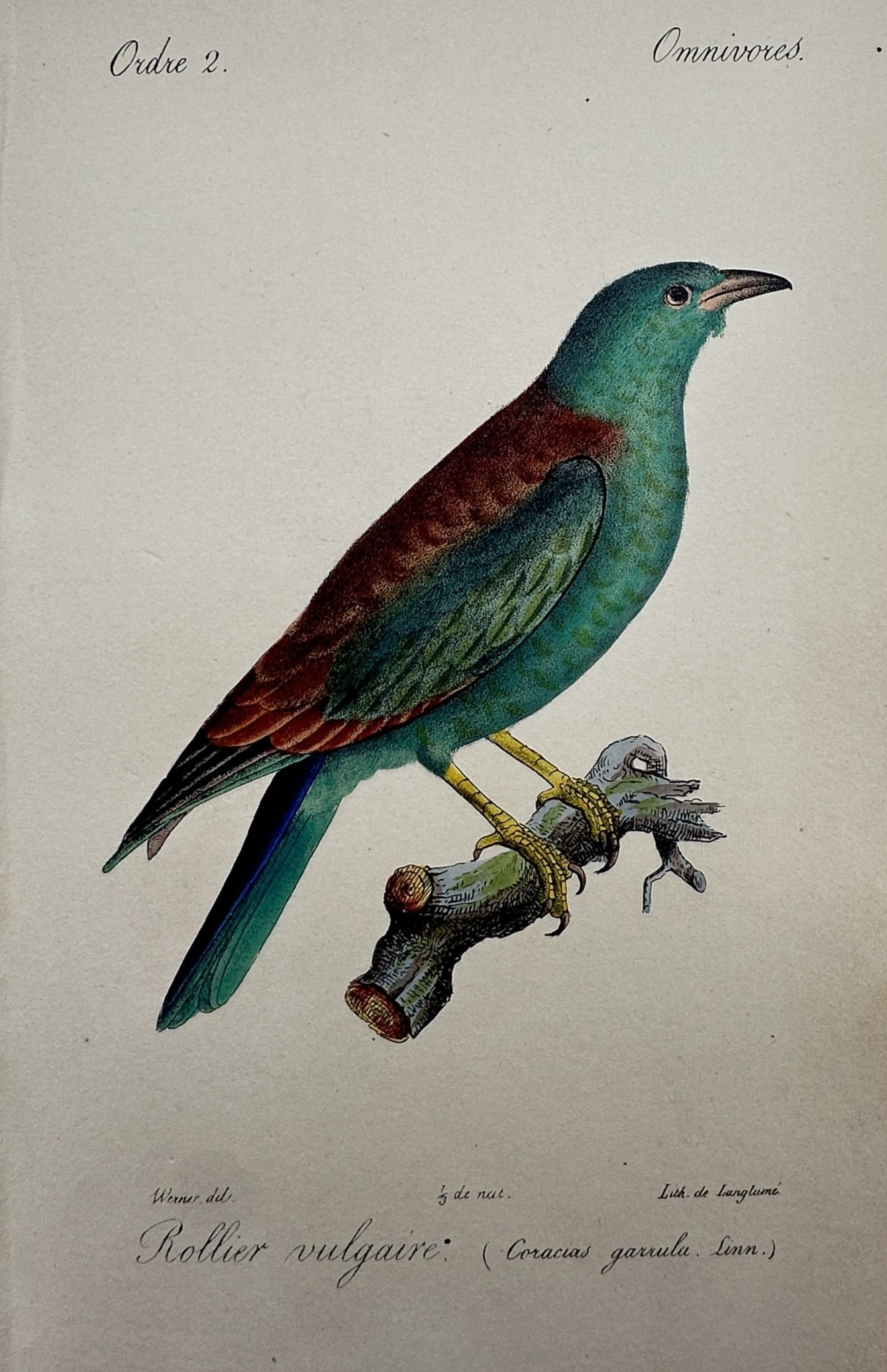 Jean-Charles Werner – Study of a European Roller (Coracias garrulus) – Hand-coloured lithograph (1 of 2)