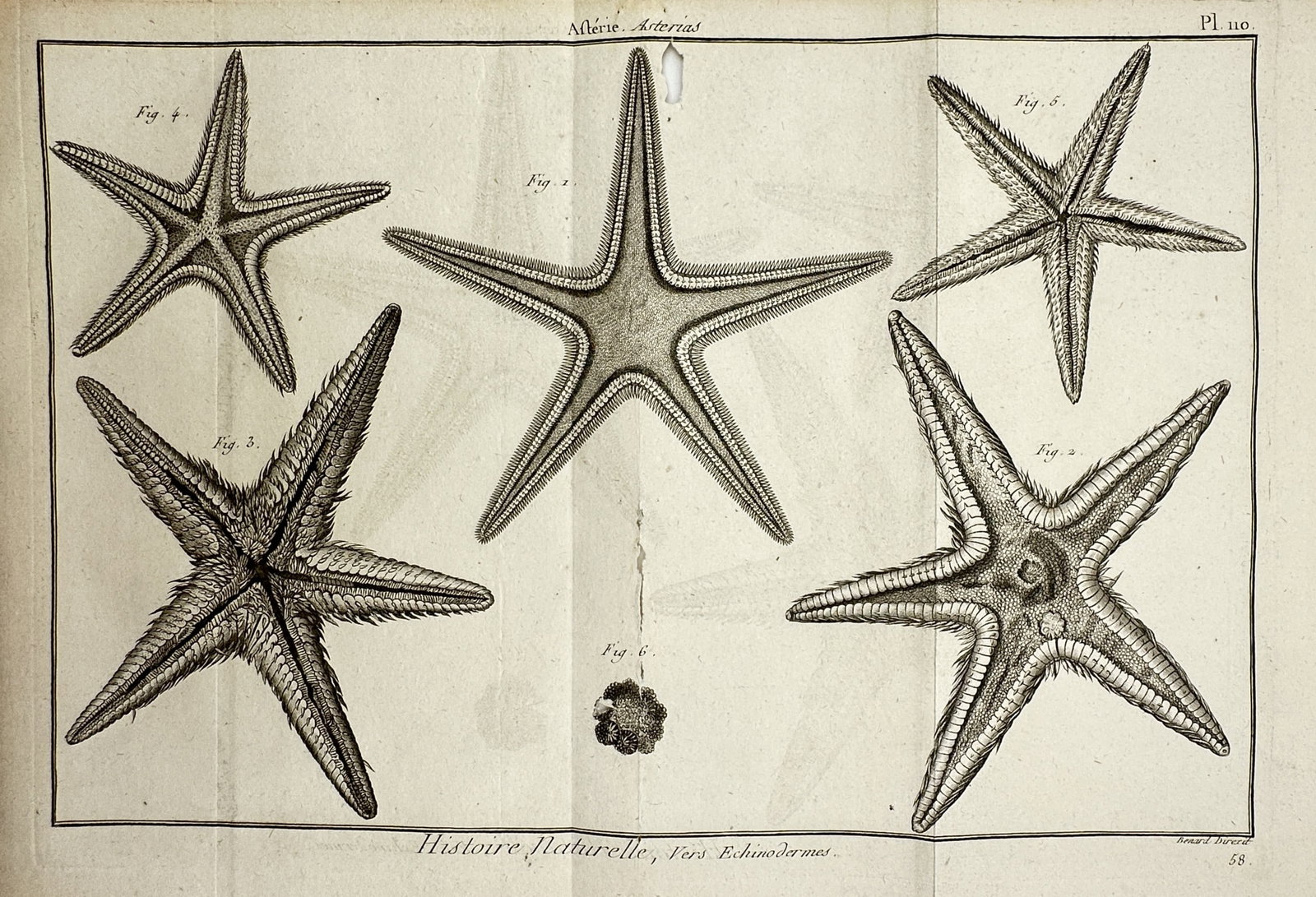 Robert Bénard (1734–1777) – Study of Starfish (Asterias) – Engraving (c. 1791): "Histoire Naturelle, Vers Echinodermes" illustrates several varieties of starfish, showing both the dorsal and ventral sides to highlight their complex radial symmetry and textural details. The work m