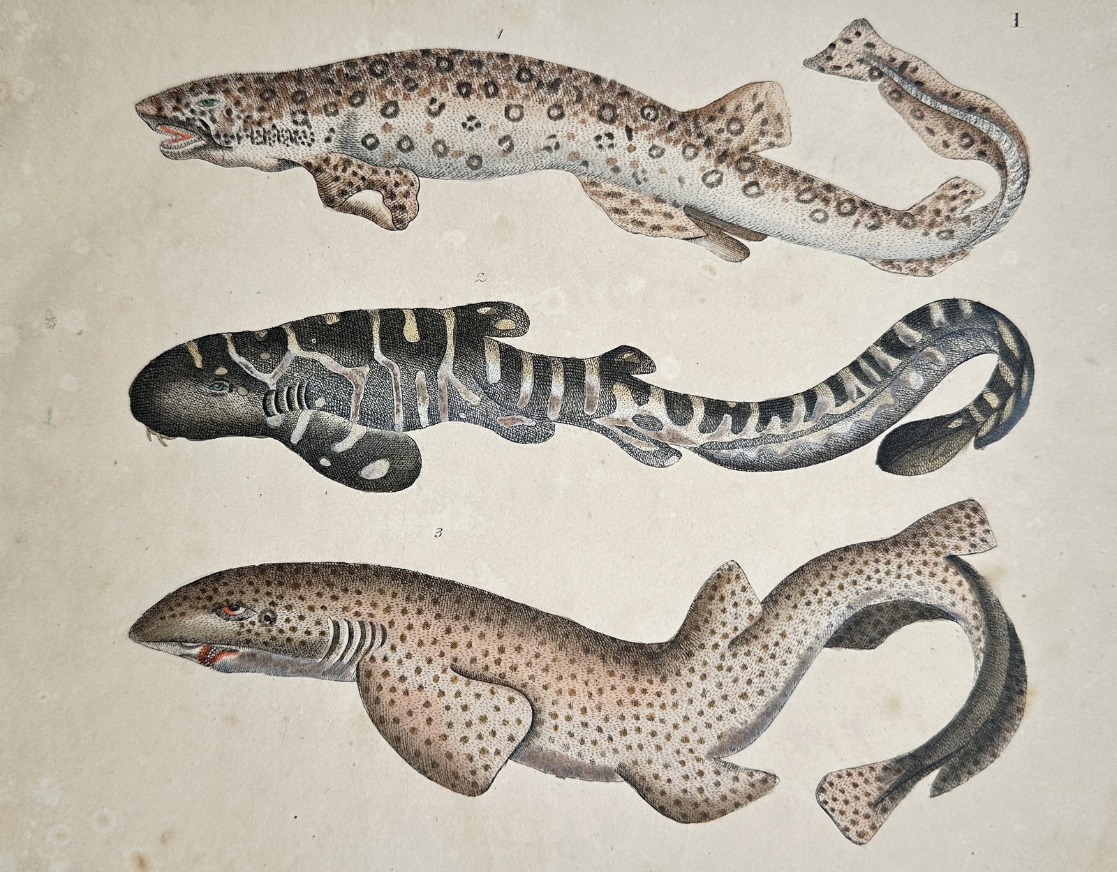 Friedrich Justin Bertuch – Ichthyological Study of Sharks and Rays (1 of 2)