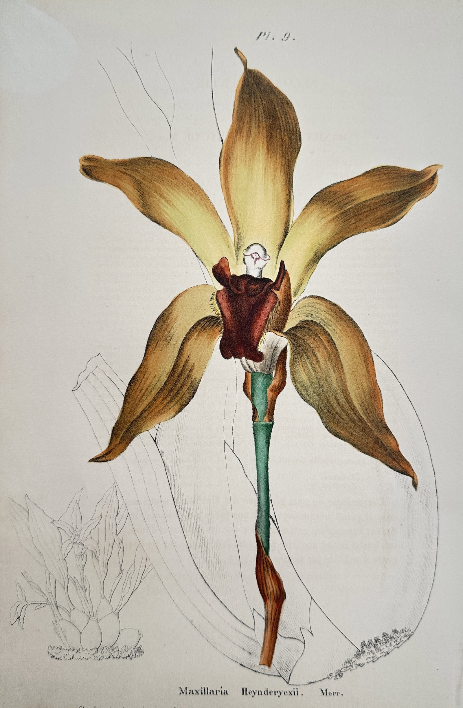 Alex Lagarde (Active 19th Century) – Study of Maxillaria Heynderycxii Orchid – Chromolithograph: "Maxillaria Heynderycxii. Morr." illustrates a large, singular orchid bloom with elongated, golden-ochre sepals and petals surrounding a deep mahogany-red lip. The plate features a detailed botanical 