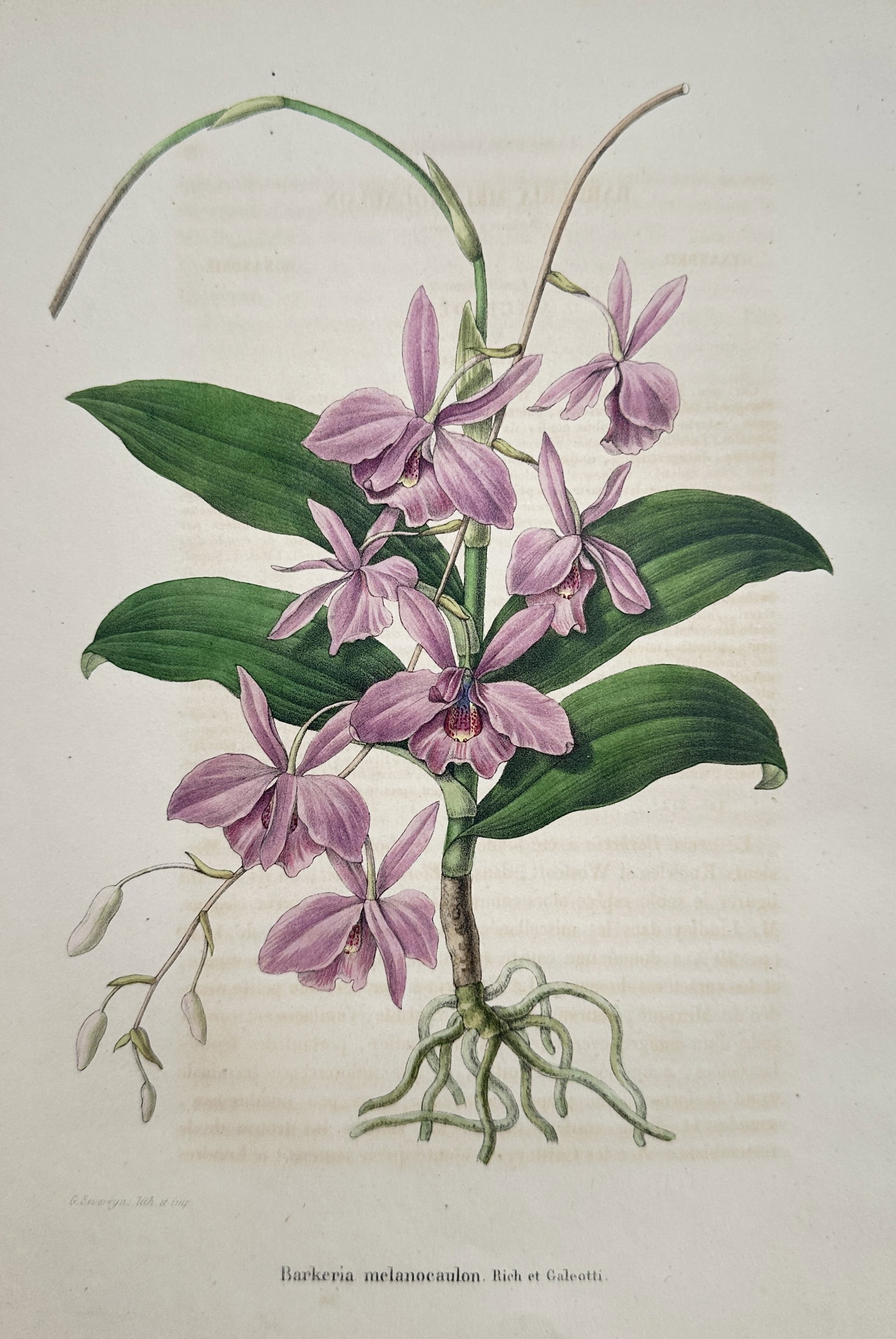 Guillaume Severeyns (1830–1912) – Study of Barkeria melanocaulon Orchid – Chromolithograph: "Barkeria melanocaulon. Rich et Galeotti." illustrates an epiphytic orchid with a cluster of vibrant mauve-purple blossoms and a spray of unopened buds. The composition features a naturalistic study o