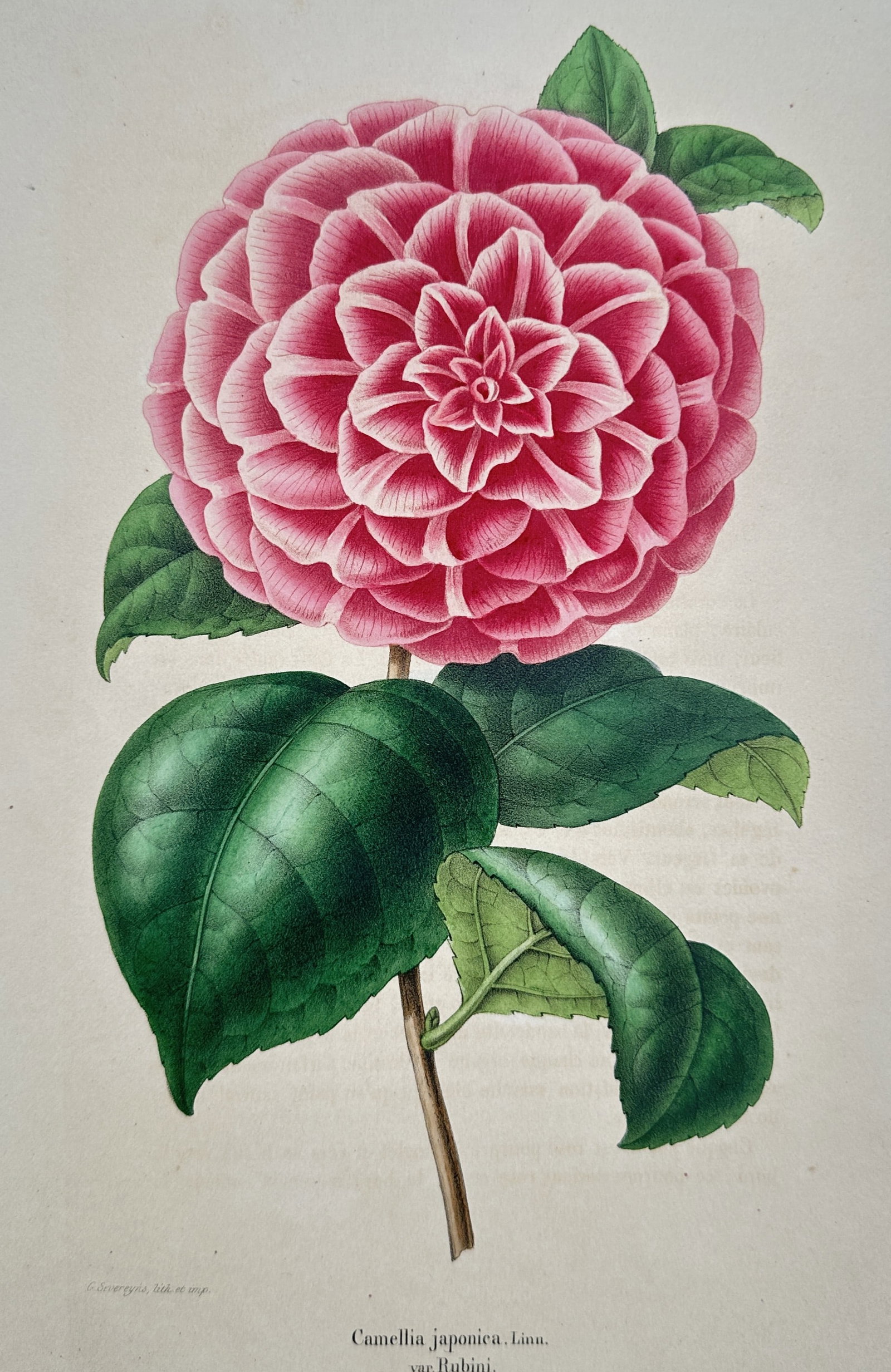 Guillaume Severeyns (1830–1912) – Study of Camellia japonica var. Rubini – Chromolithograph: "Camellia japonica, Linn. var. Rubini" illustrates a formal double camellia bloom, characterized by its perfectly symmetrical arrangement of overlapping rose-pink petals with delicate white margins. T